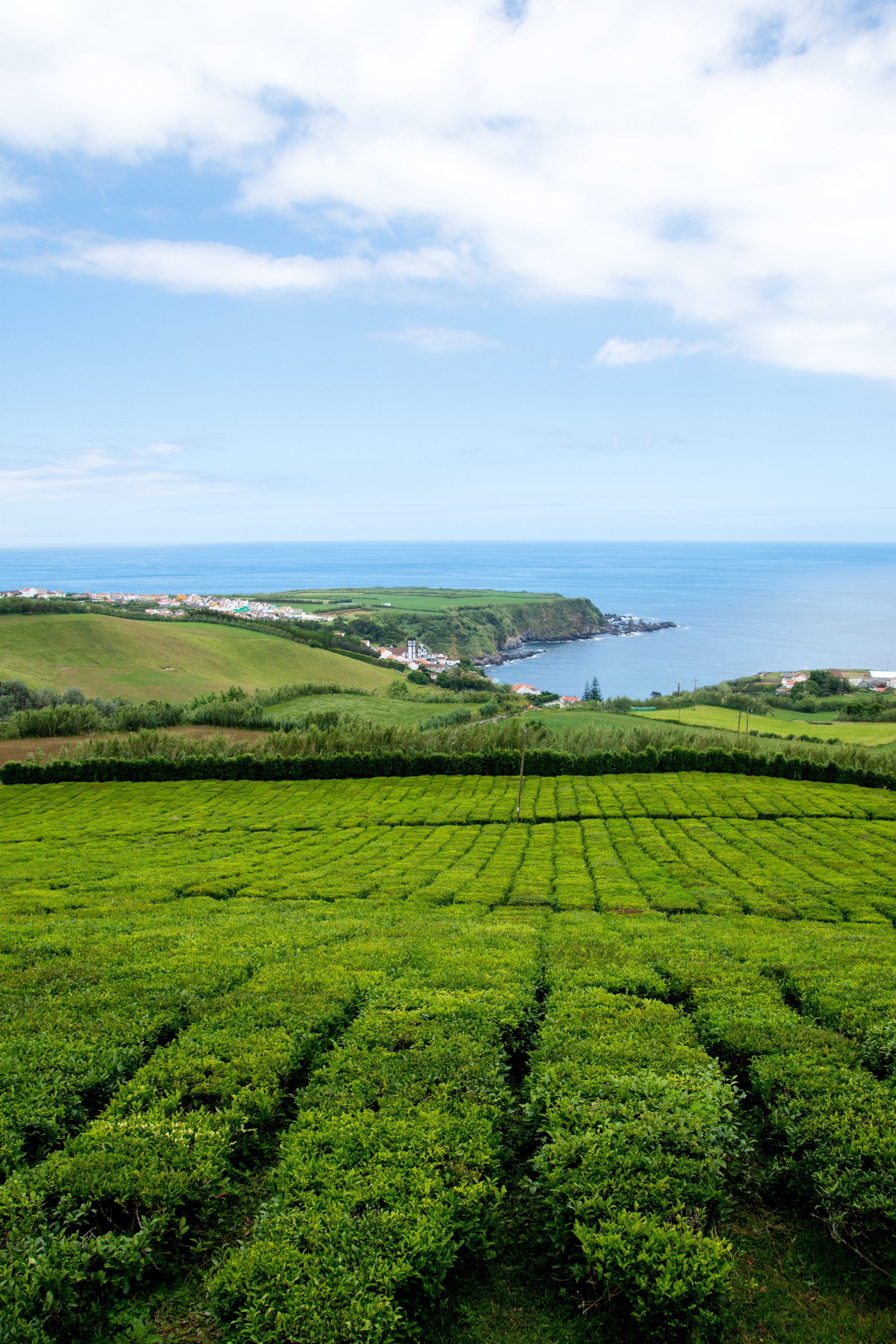 Porto Formoso Tea Plantation – São Miguel Island