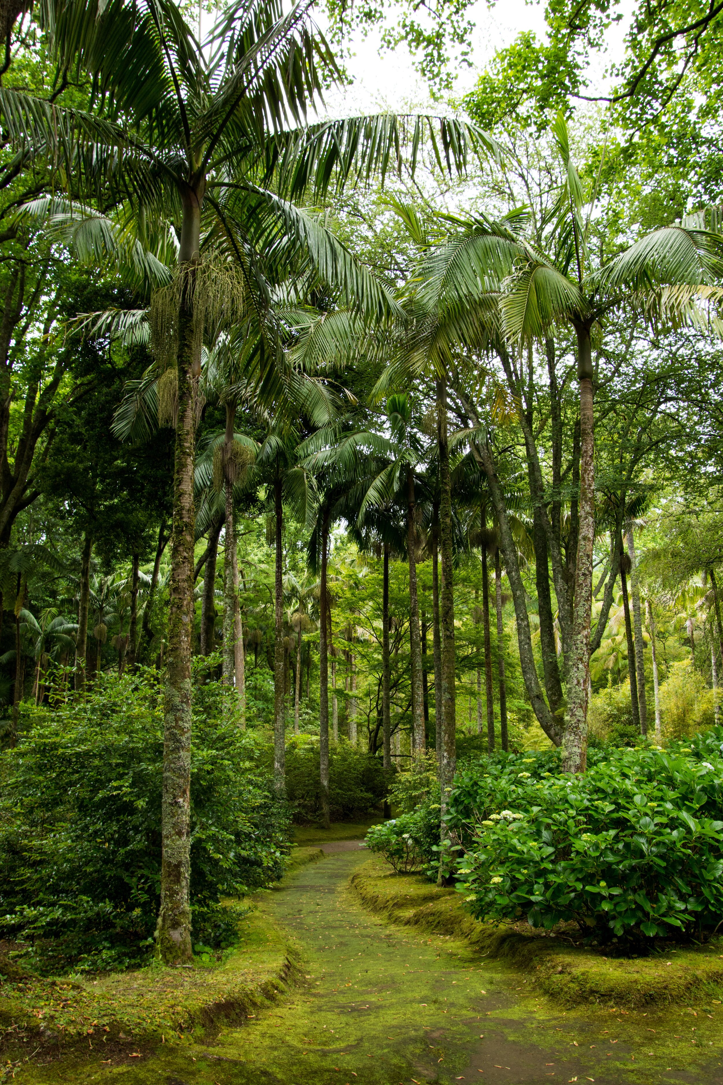 Parque Terra Nostra – Sao Miguel Island