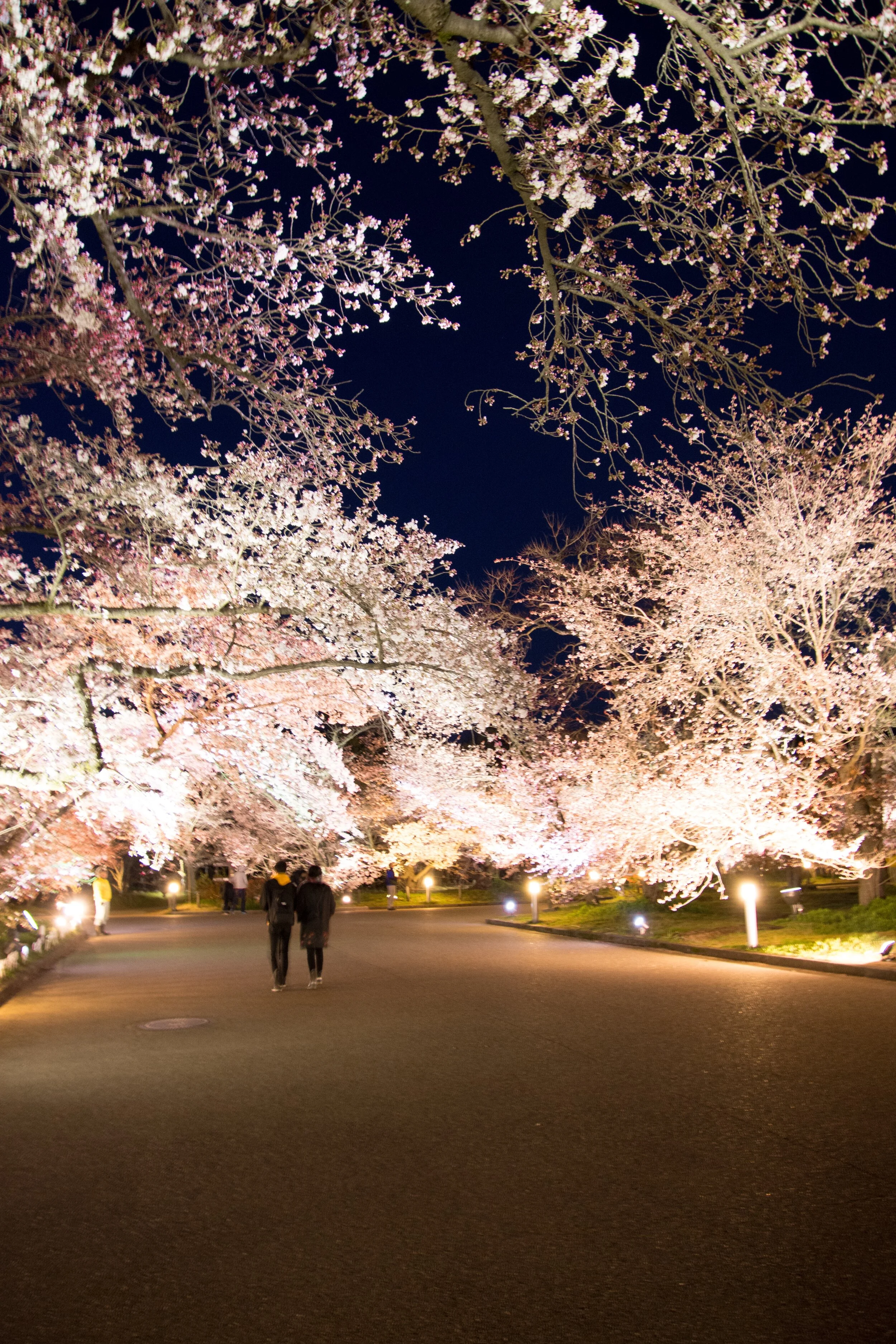 The 5 Must See Sakura Locations in Kyoto, Japan A Happy Passport