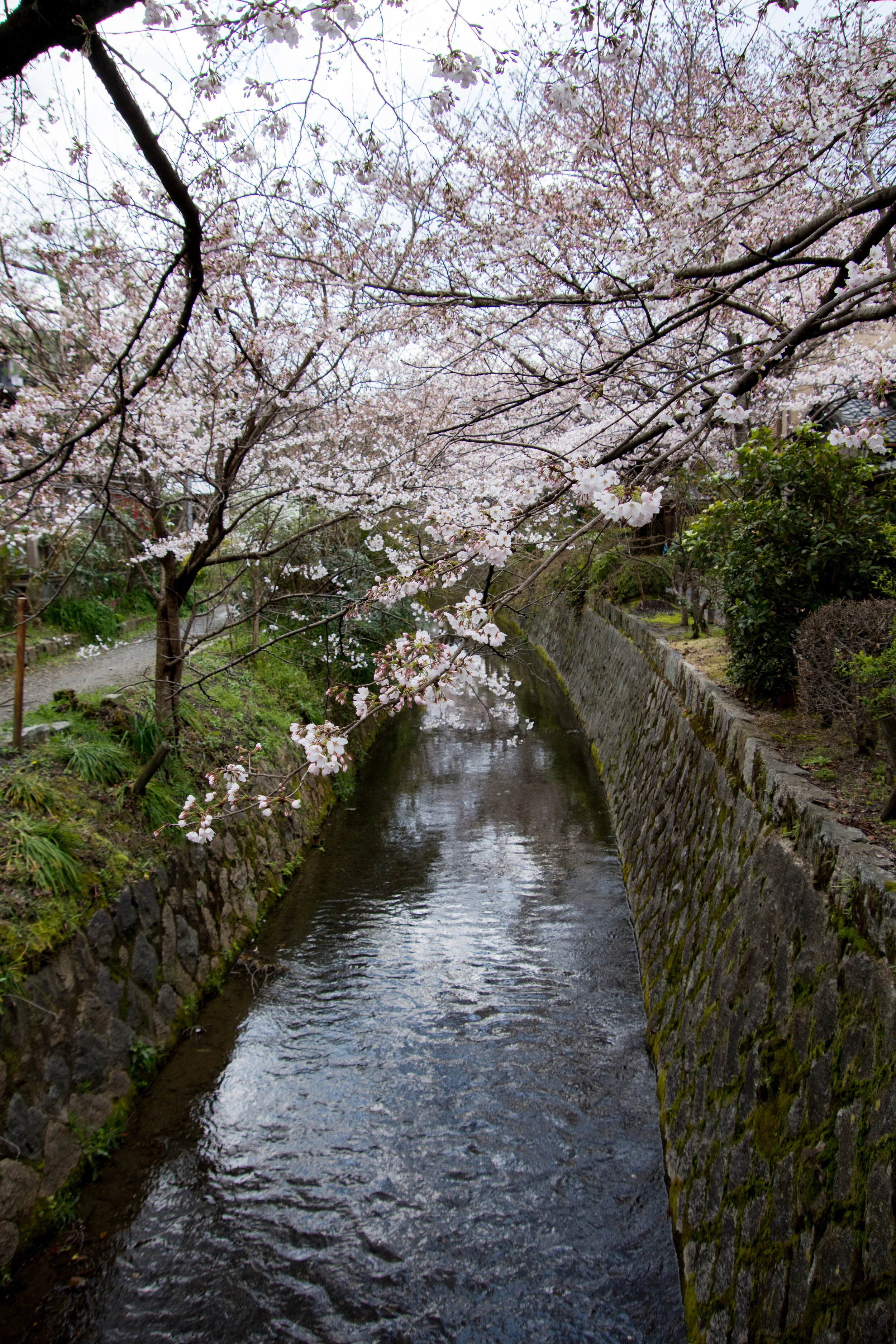 The 5 Must See Sakura Locations in Kyoto, Japan | A Happy Passport