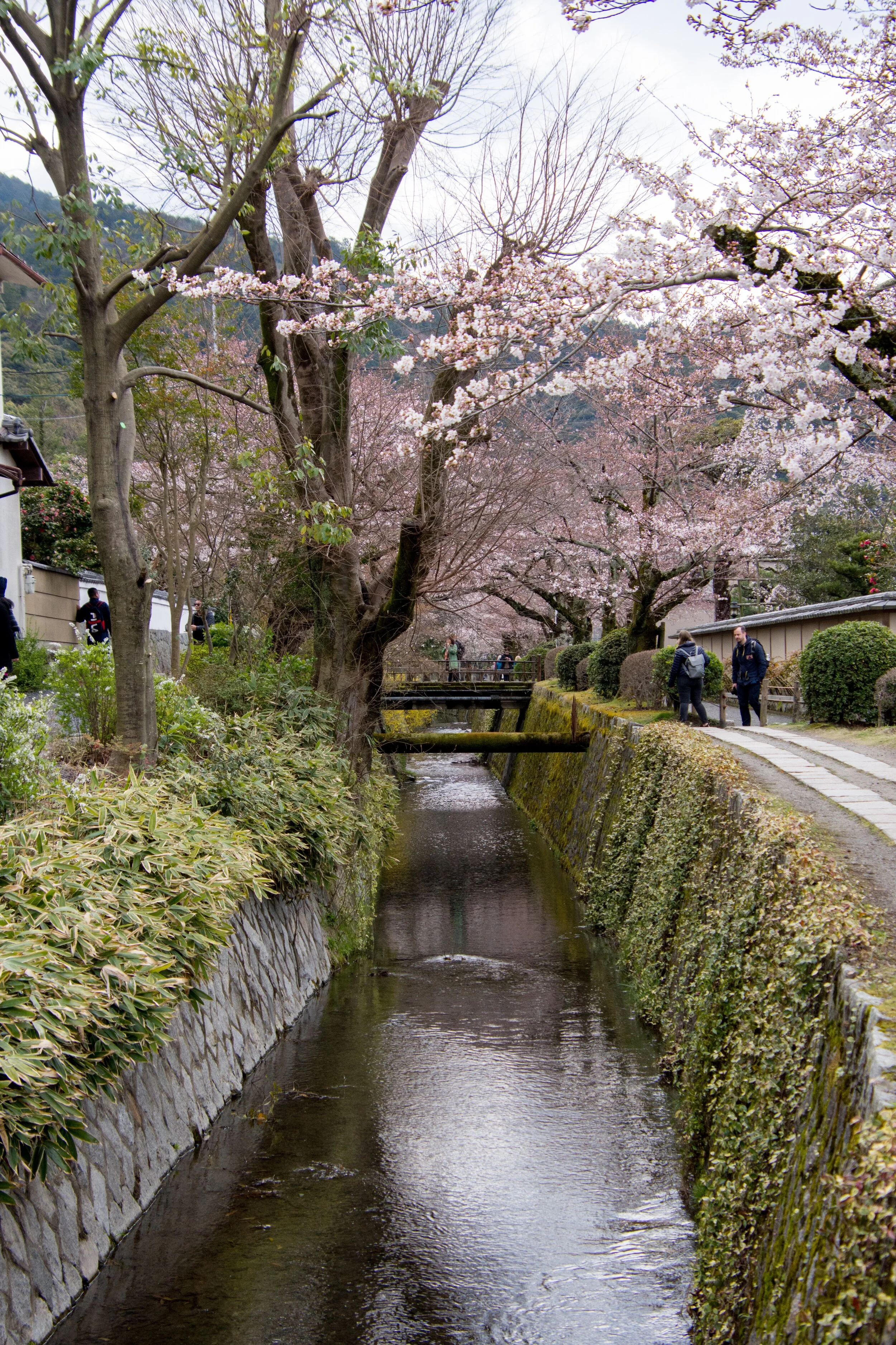 The 5 Must See Sakura Locations in Kyoto, Japan | A Happy Passport