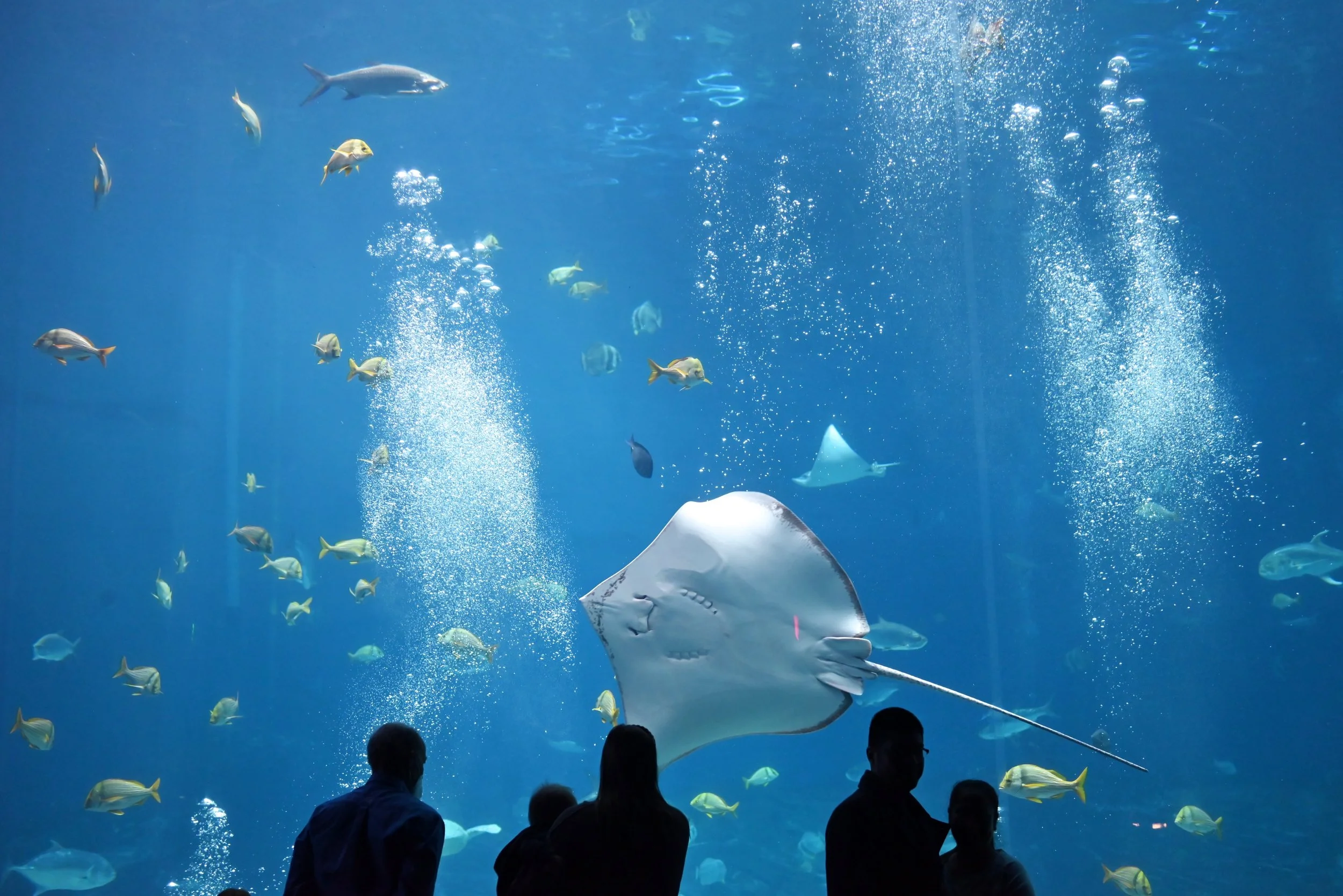 Atlanta in November: What to See and Do with Kids on Your First Visit