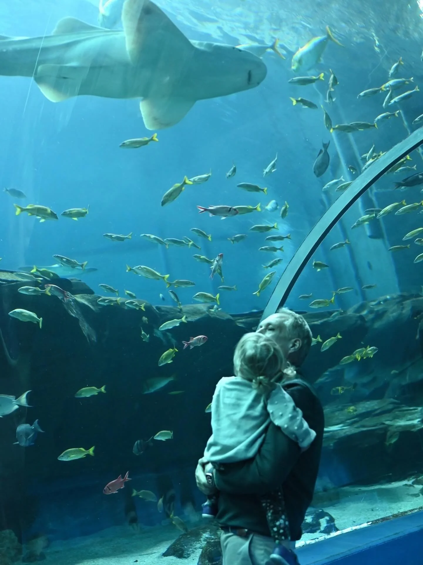 📍Georgia Aquarium, USA
Ocean Voyager Gallery at the Georgia Aquarium - includes a 100 foot tunnel through one of the largest single aquatic exhibits in the world.  Entire exhibit contains over 6 million gallons of water and over 50 species including