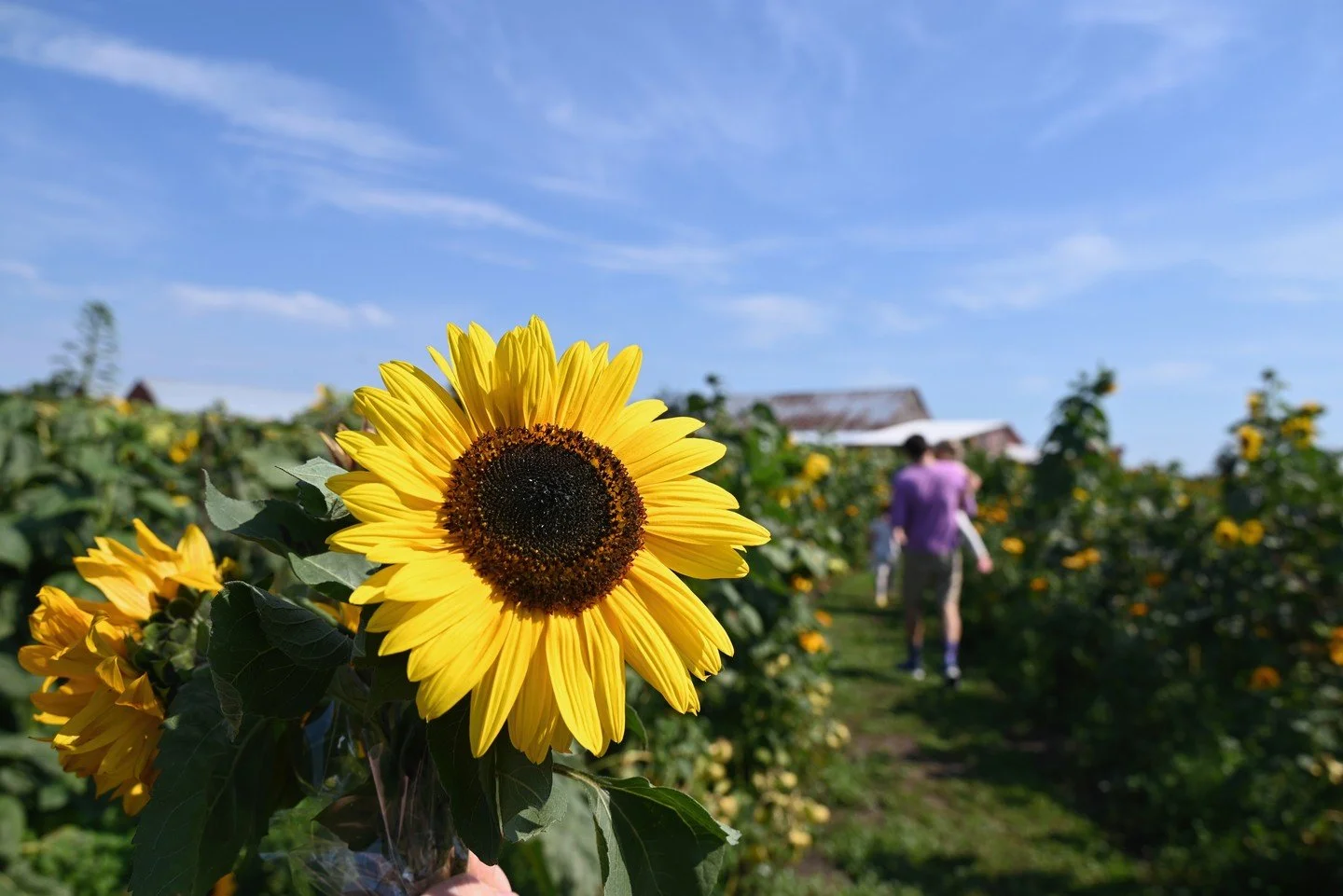 Scenic Isle Farm, Whidbey Island, WA
The cold wet dark is upon Seattle and it has me dreaming of the blue skies and sunflowers from Whidbey Island.  Whidbey Island is filled with dozens of small family farms.  Many are open to visitors during part of