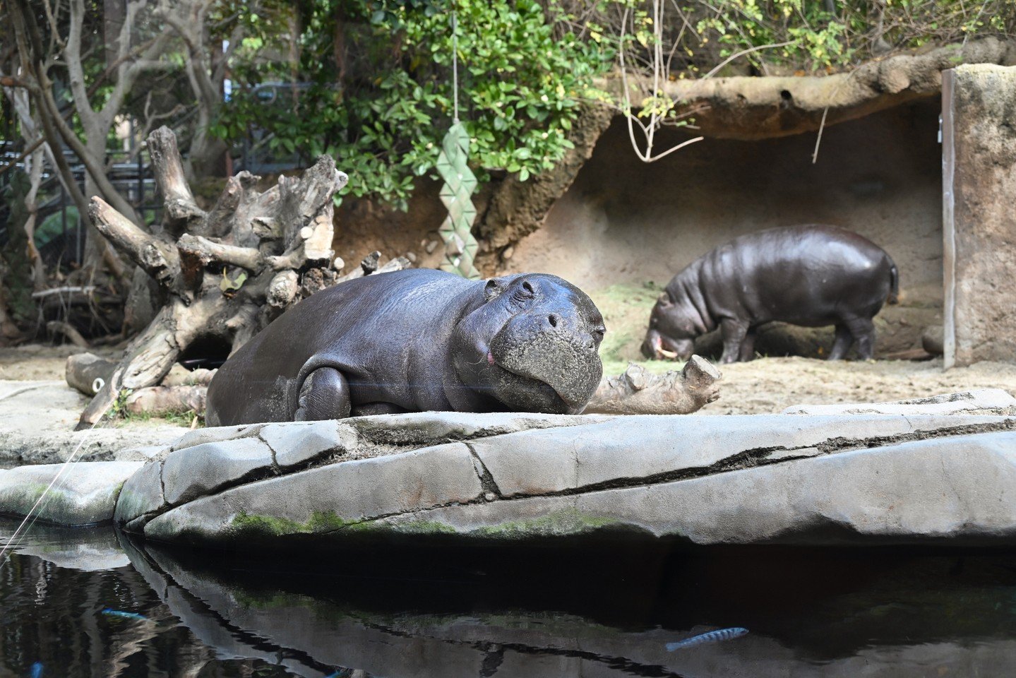 📍San Diego Zoo, San Diego, CA
A day of wide eyes and quiet awe 🦛🦩🐼 From pygmy hippos to pandas, flamingos to leopards&mdash;San Diego Zoo reminding us just how incredible (and wildly diverse) this planet is.

We found San Diego Zoo to be worth th