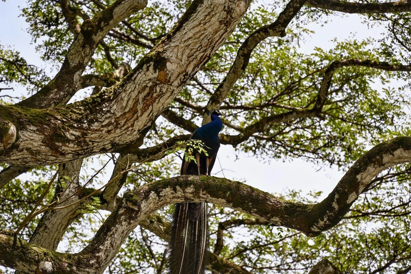 Where's Waldo, Peacock edition.  Can you spot the peacock in the tree in the second photo?

Waimea Valley in Oahu, Hawaii

#peacock #whereswaldo #oahu #hawaii #oahuhawaii #travelwithkids #birds #tree #familytravel #adventures #nature
