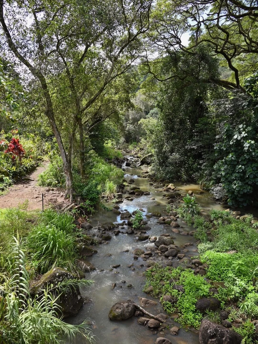 Waimea Valley is one of the best places on Oahu to slow down and soak in both nature and Hawaiian history. 
Located on the North Shore, this lush botanical valley is home to cultural sites, tropical plants, and an easy walk leading to Waimea Falls.
A