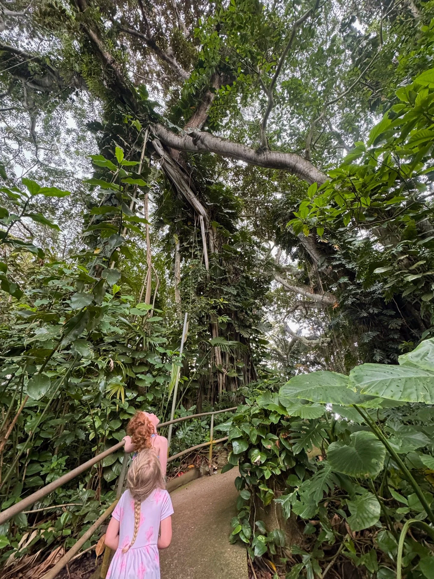 Tucked into the heart of central Oʻahu, Wahiawā Botanical Garden feels like stepping into a cool, green rainforest. 

Shaded paths wind through towering tropical trees, bamboo groves, and lush palms&mdash;making it an easy, peaceful stop with kids (a