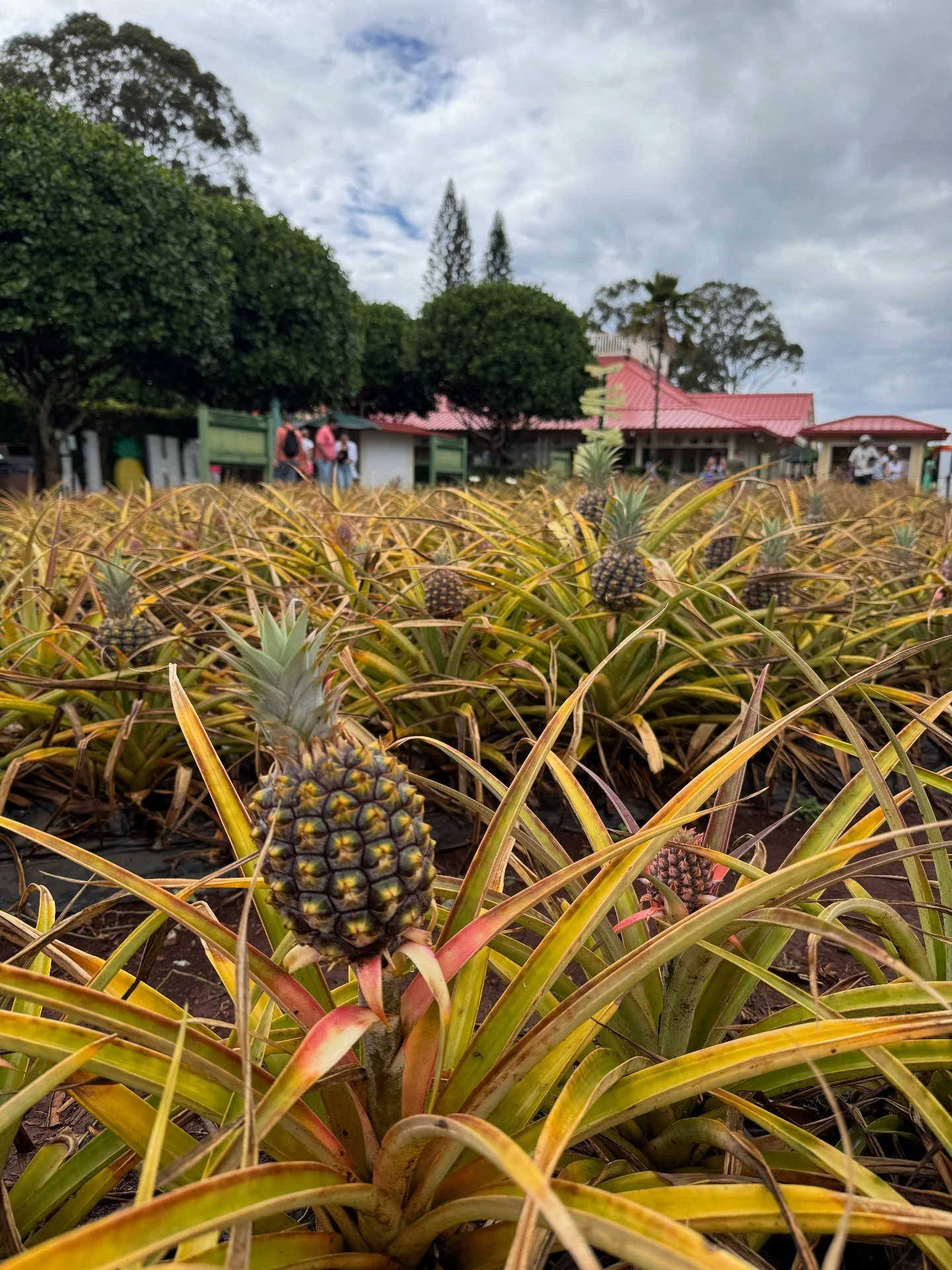 A stop at Dole Plantation is a classic Oʻahu experience. 

Ride the Pineapple Express train through the fields, wander the giant garden maze, and sample fresh pineapple (or the famous Dole Whip). It&rsquo;s an easy, kid-friendly outing that mixes a b