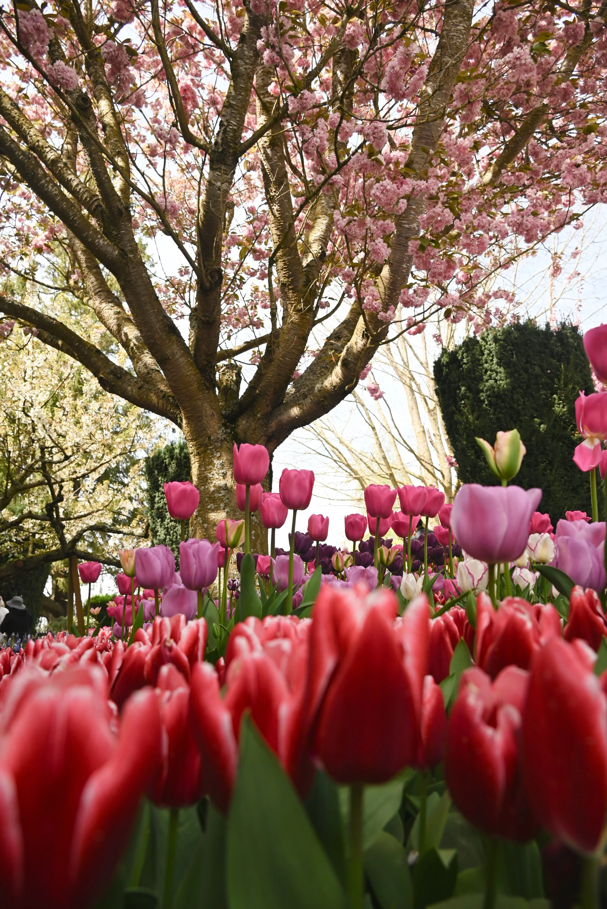 Seattle in Spring: Best Things to do With Kids (March-May)
