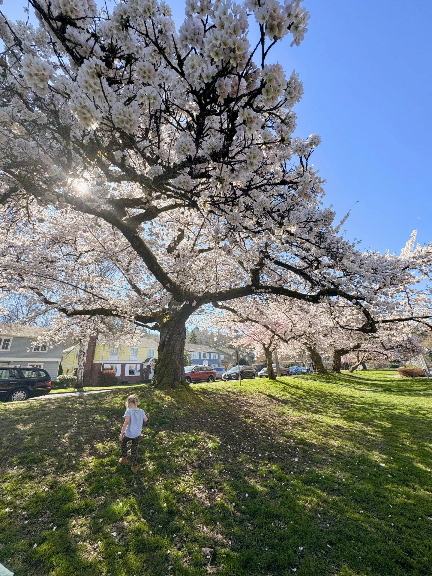 Cherry blossom season is almost here 🌸

If you&rsquo;re looking for a quieter spot to see the blooms, Montlake Playfield should be hitting peak in about a week or two. A small row of cherry trees lines the field, and when they open it turns the whol