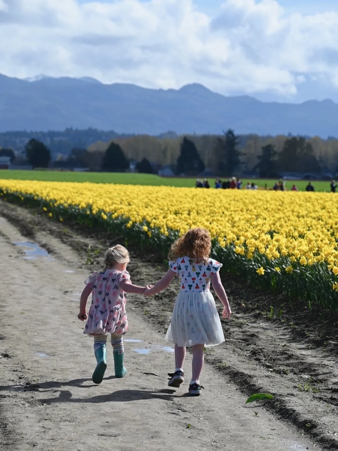 A sea of yellow in the Skagit Valley 🌼
⠀⠀⠀⠀⠀⠀⠀⠀⠀
Before the tulips take over, the daffodils at RoozenGaarde put on their own show. Endless rows of bright blooms, mountain views, and that unmistakable first sign that spring has arrived in Washington.