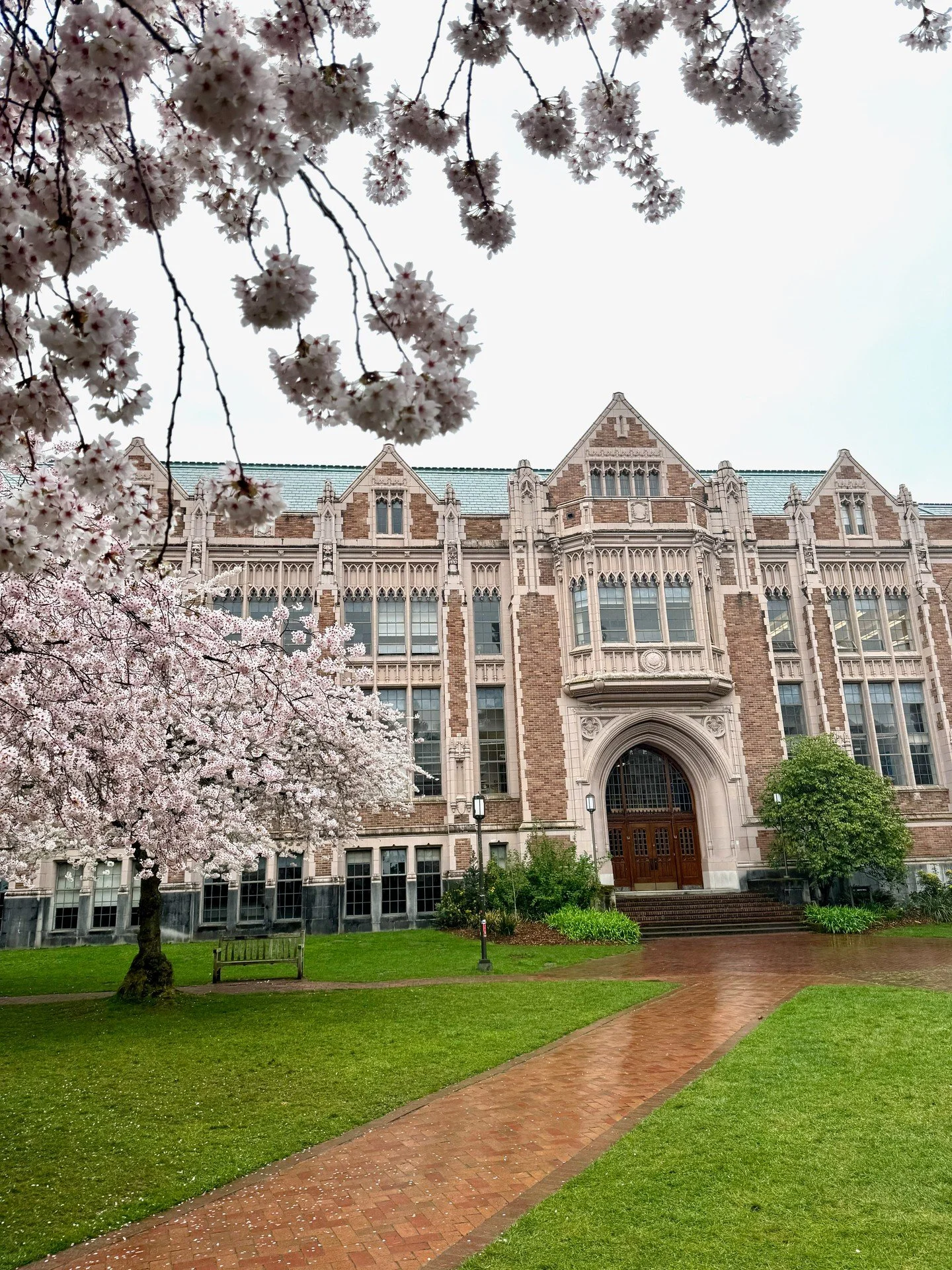 Cherry Blossom Blooms are starting at UW's Quad, a week or so left till peak blooms. 

Visit our blog post on all the best places to experience spring in the Seattle area with kids to learn more.

#spring #universityofwashington #seattle #cherrybloss