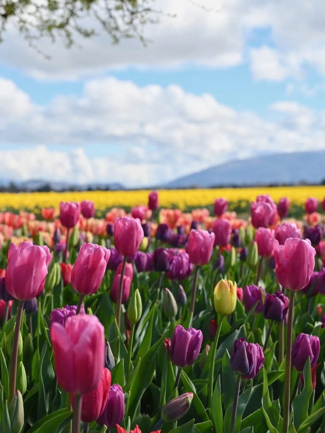 My favorite time to visit Skagit Valley in the spring?  Right in between daffodil and tulip season, which is shaping up to be the 3rd week of March.  The daffodils might be a tad past peak but are still gorgeous and the first rounds of tulips are blo
