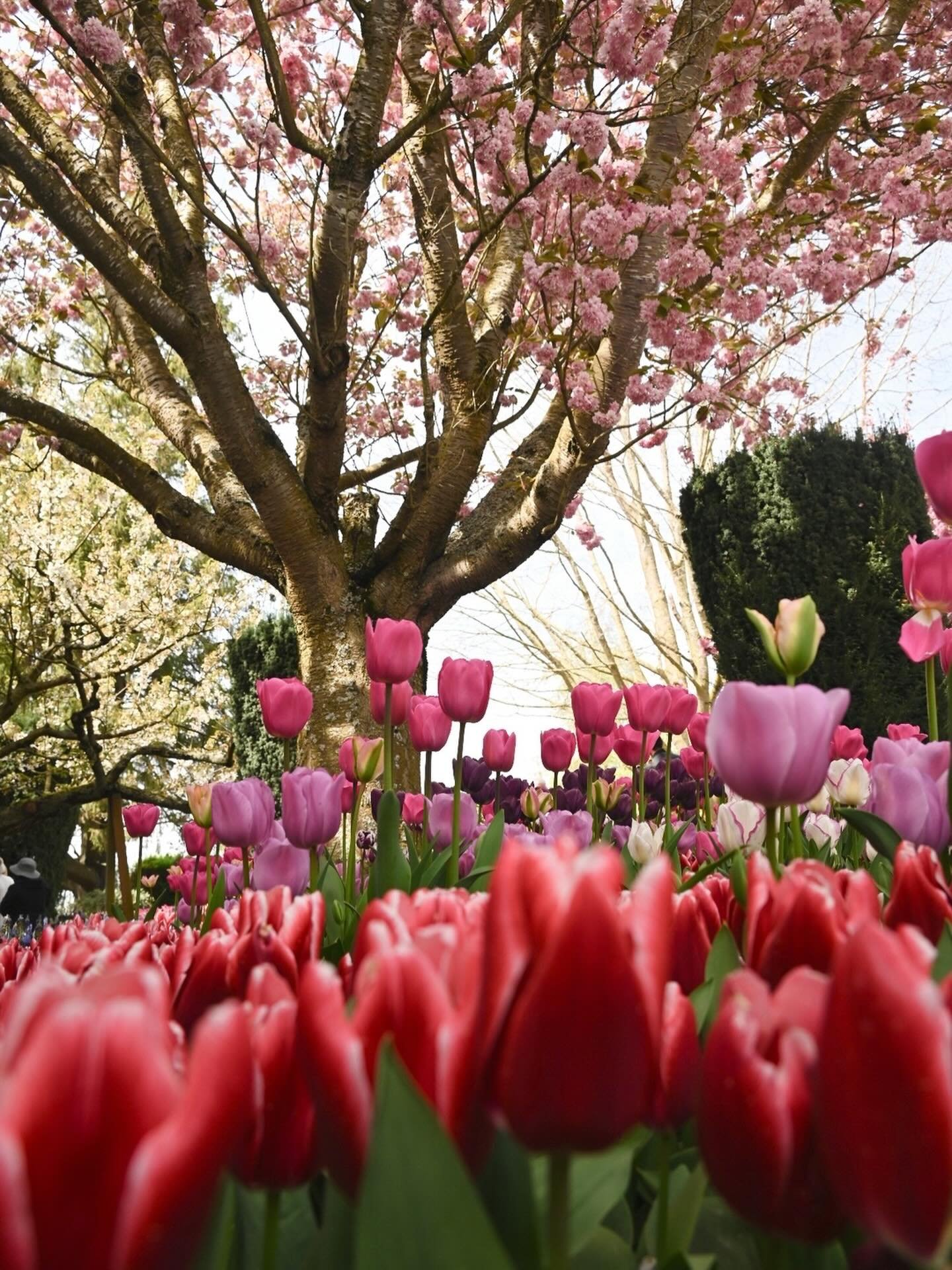 Happy First Day of Spring!
⠀⠀⠀⠀⠀⠀⠀⠀⠀
Visit our blog post on all the best places to experience spring in the Seattle area with kids.
⠀⠀⠀⠀⠀⠀⠀⠀⠀
#tulips #springinseattle #roozengaarde #cherryblossom #displaygarden