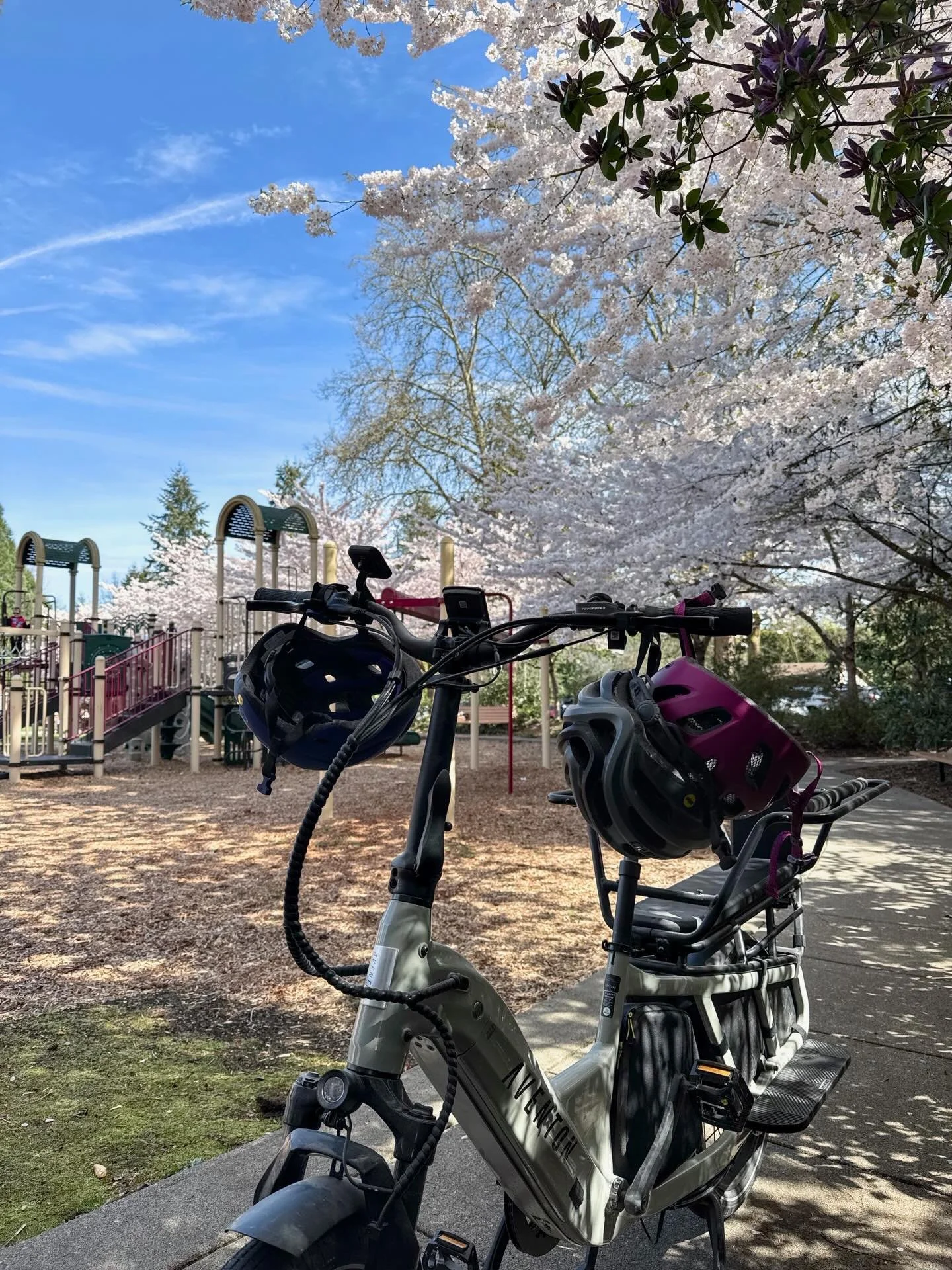 One of our favorite playgrounds in spring to enjoy the cherry blossoms without the crowds is Rhododendron Park in Kenmore.  This park is close to the Burke Gilman Trail and is easily accessible by bike from Seattle or the Eastside.  Once the cherry b