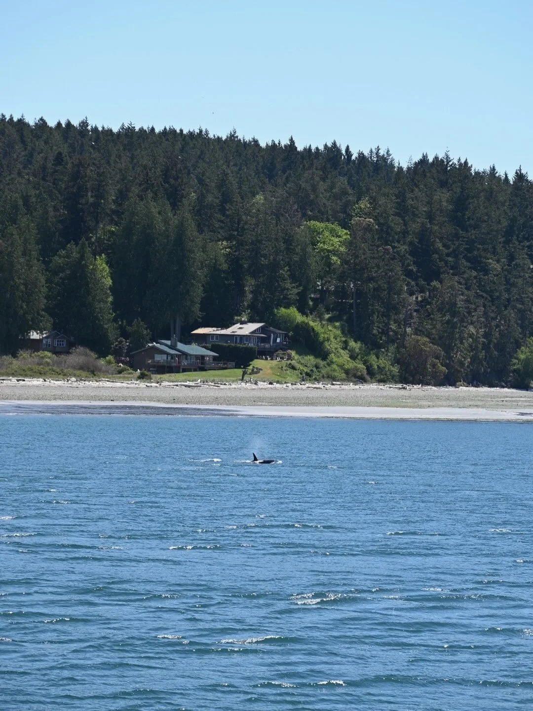 Orcas from the ferry! Have you ever seen Orcas on board one of the Washington State Ferries? We managed to see a group of 4 on our ferry ride from Anacortes to Friday Harbor.  Truly so lucky!
⠀⠀⠀⠀⠀⠀⠀⠀⠀
#orcas #washington #seattle #whales #sanjuanisla