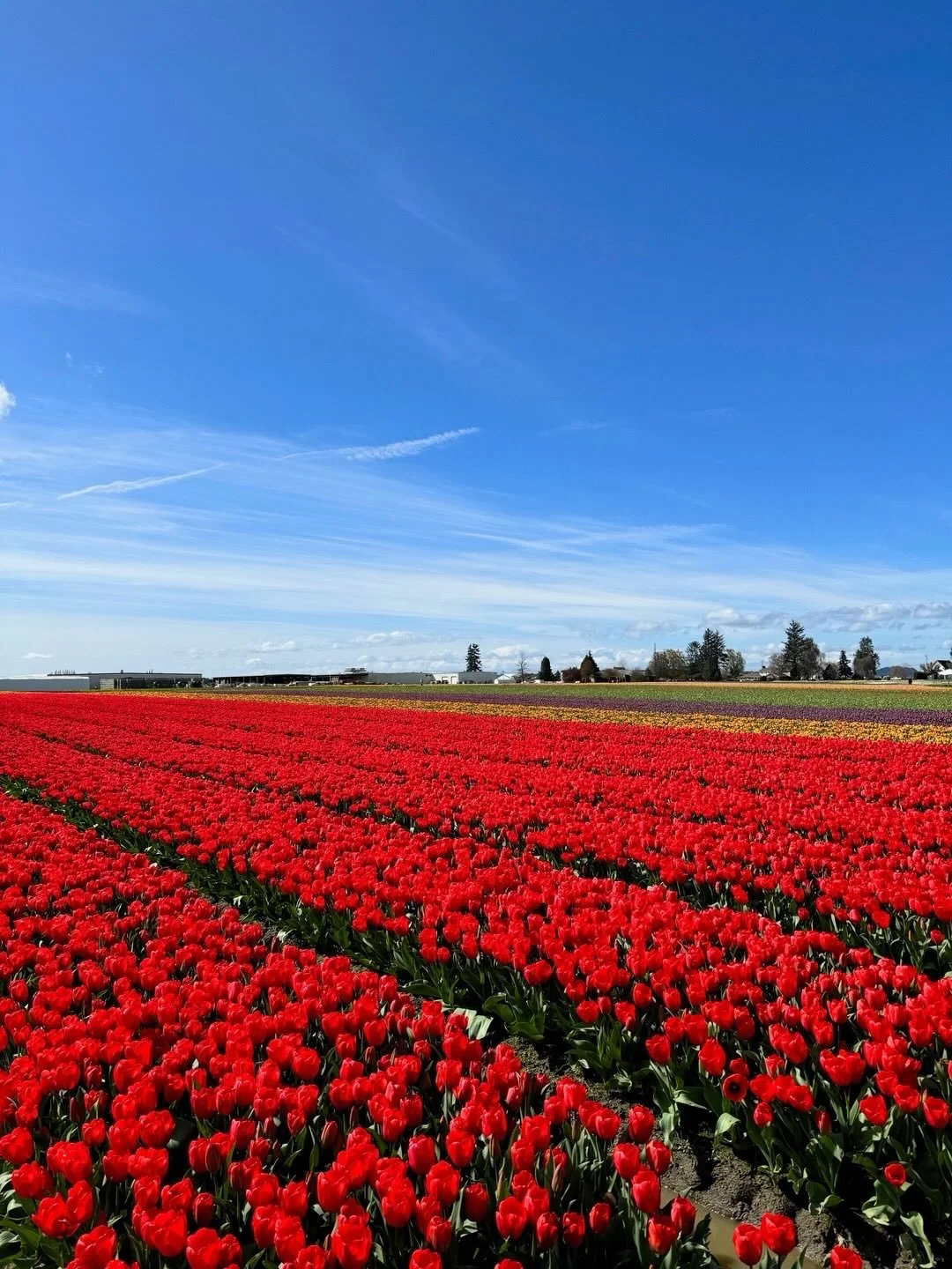 Rows and rows of red tulips stretching to the horizon 🌷
⠀⠀⠀⠀⠀⠀⠀⠀⠀
Every spring the Skagit Valley turns into a patchwork of color, and the red fields might be the most striking of all. Simple, bold, and impossible to miss.
⠀⠀⠀⠀⠀⠀⠀⠀⠀
Visit our blog po