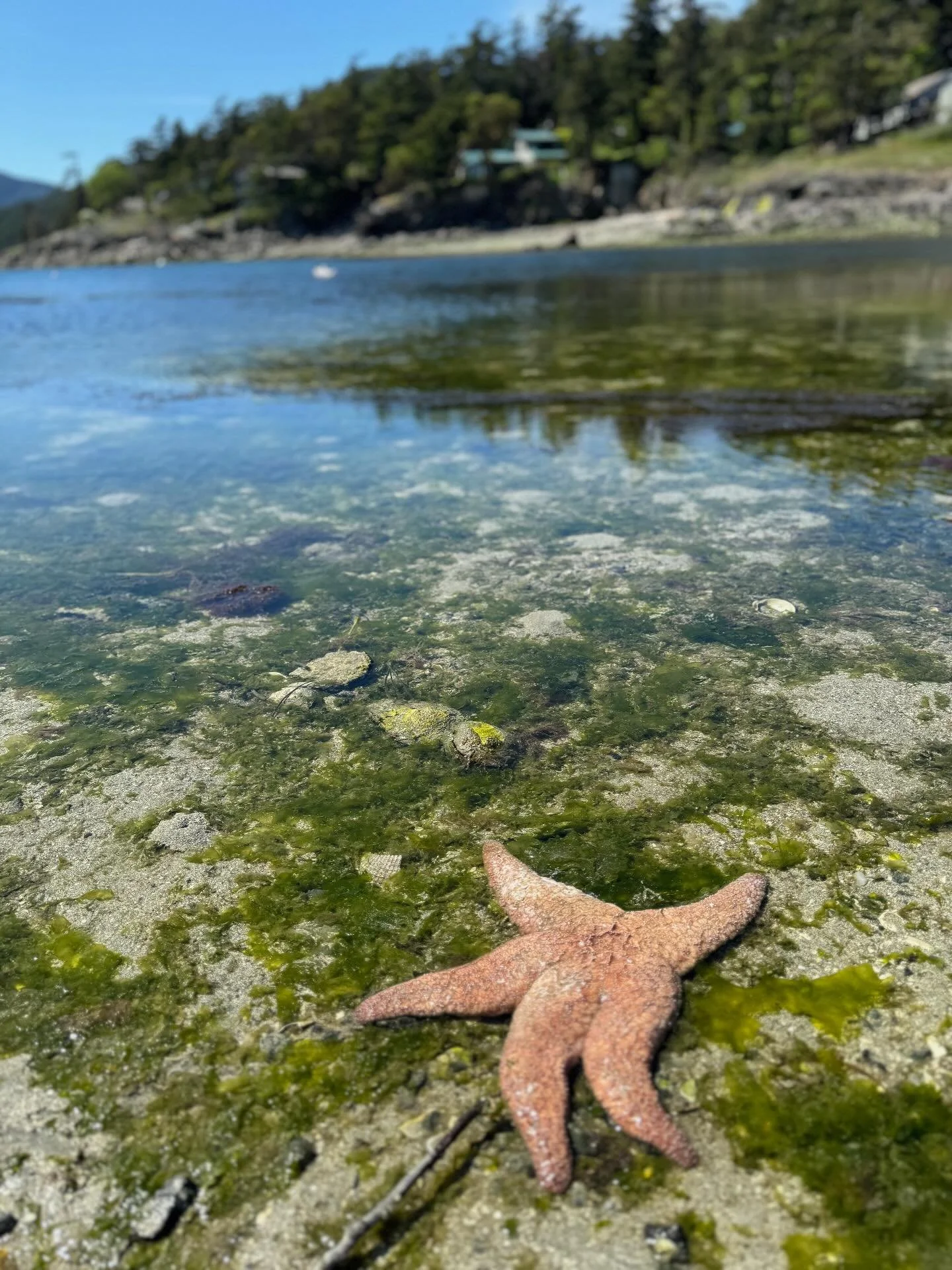 My absolute favorite low tide experience in Washington - walking out to Indian island off the coast of Orcas Island.  This small island is only accessible during ultra low tides a few times a year.  We spotted dozens of sea stars and tide pool creatu
