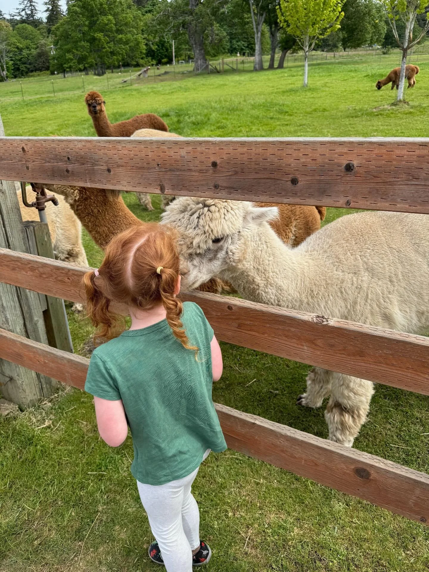 San Juan Island is full of gorgeous farms.  Visit one of the many road side farm stands or stop by a farm that allows visitors.  Krystal Acre Alpaca Farm was a highlight of our trip.  It is free to visit and just a few dollars to buy food to feed the