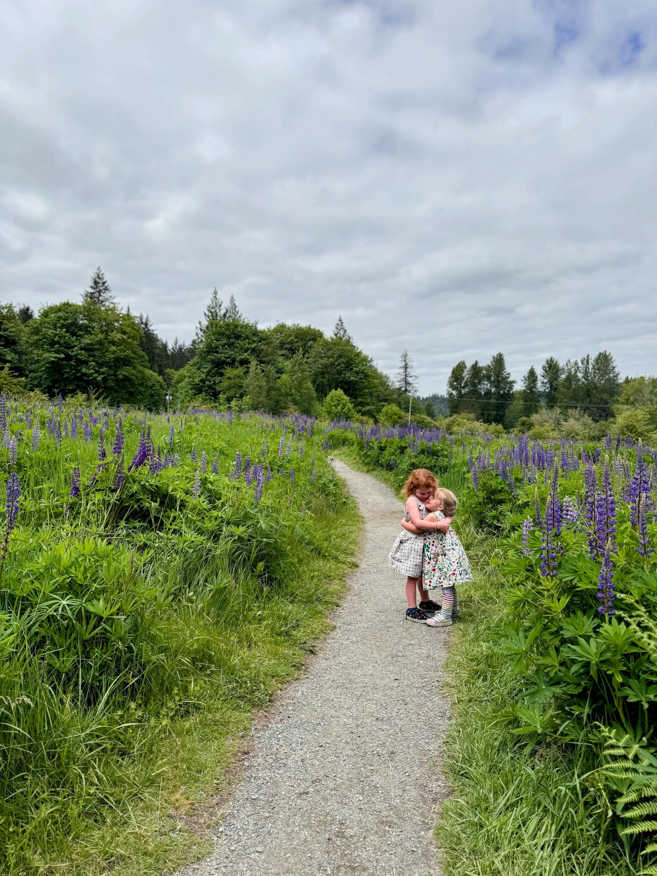 Lupine season is starting in Seattle.  One of our favorite places to see them is at Evan&rsquo;s Creek Preserve in Redmond.  It is a quiet hike through a forest and wetlands to a field a purple lupines.
⠀⠀⠀⠀⠀⠀⠀⠀⠀
Visit our blog post on all the best p