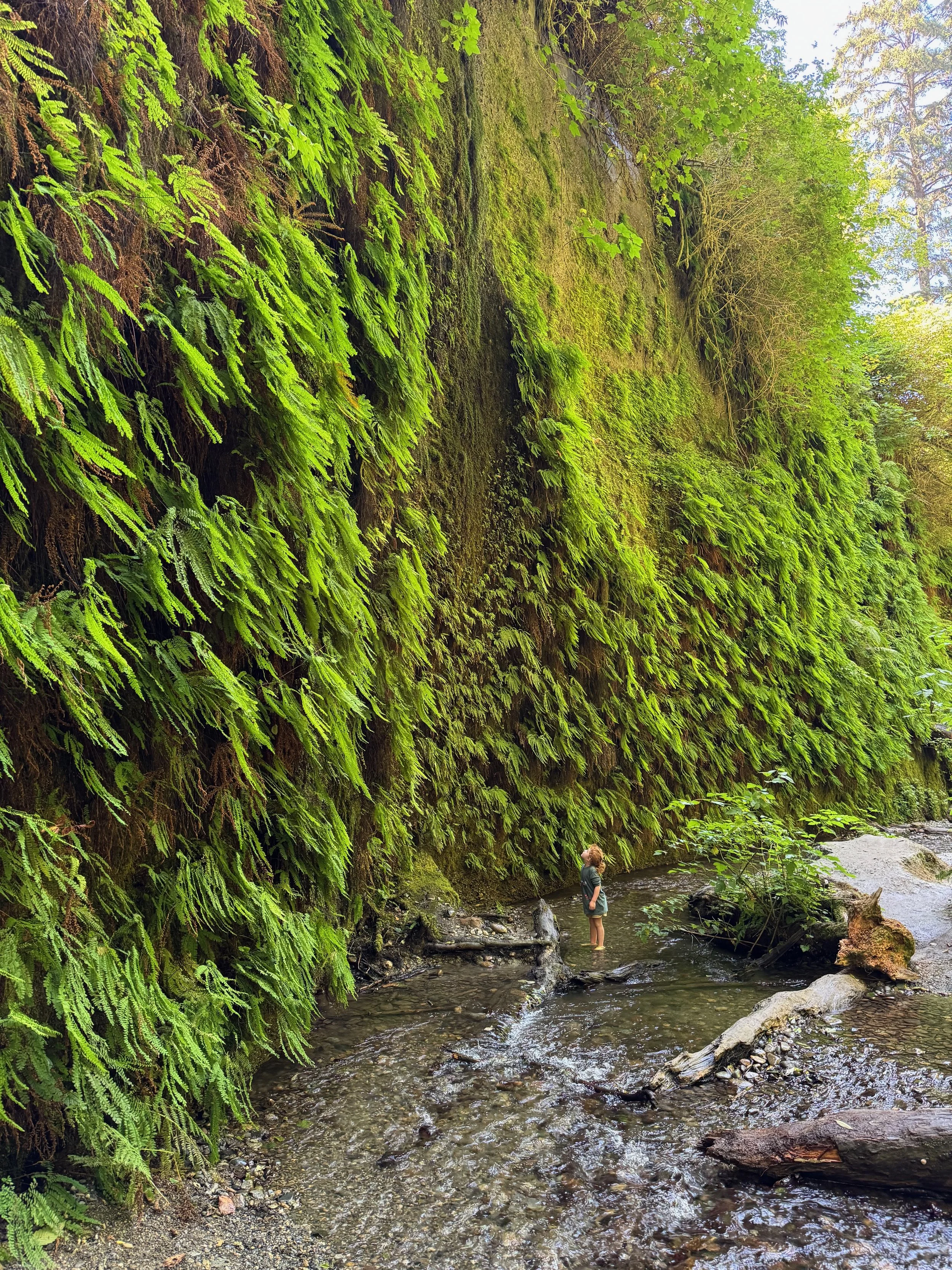 Oregon &amp; Redwood National Park Road Trip Days 5-6: Crescent City, CA to Eugene, OR