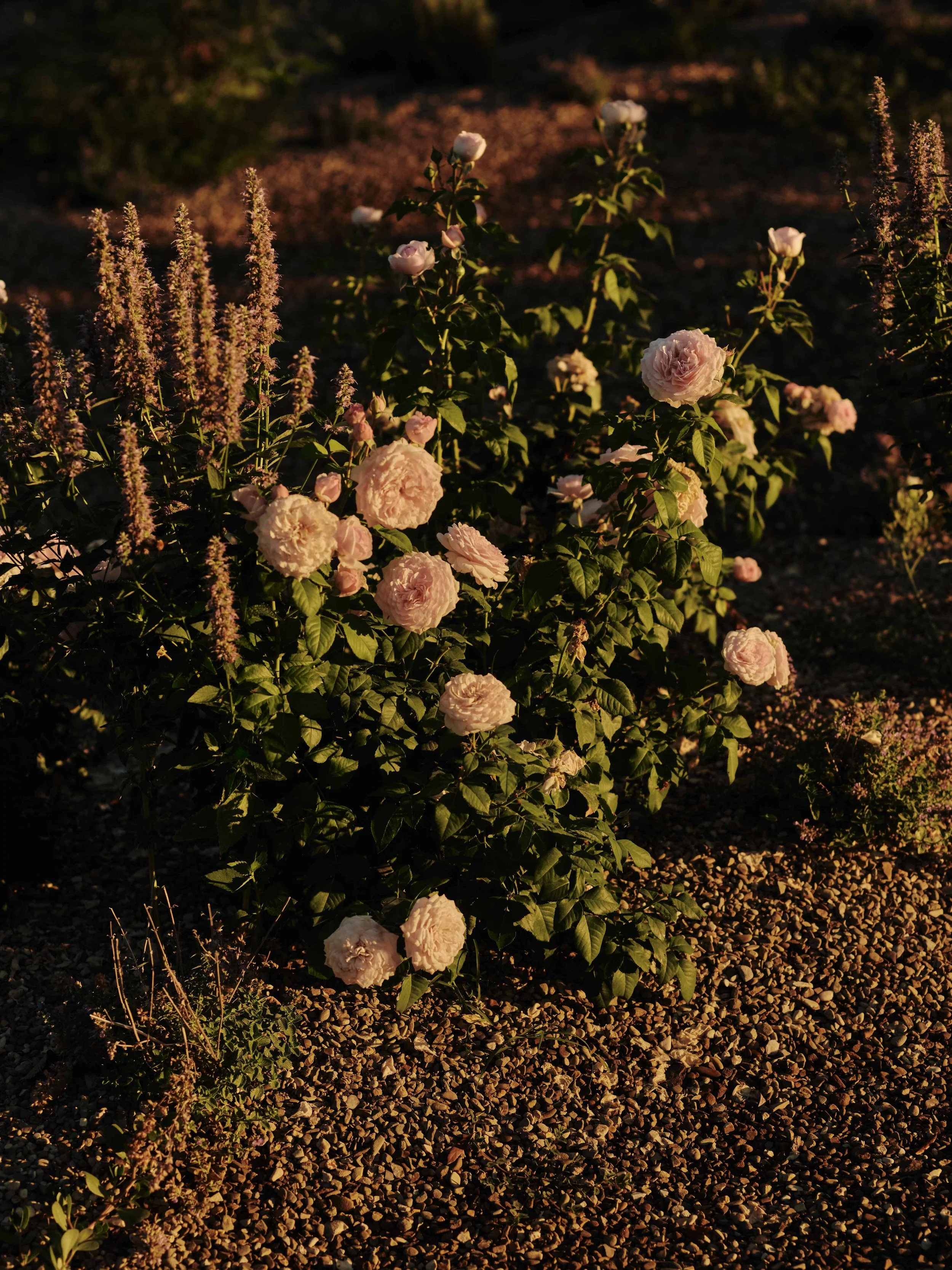 JHS_LeLappe-16.jpg