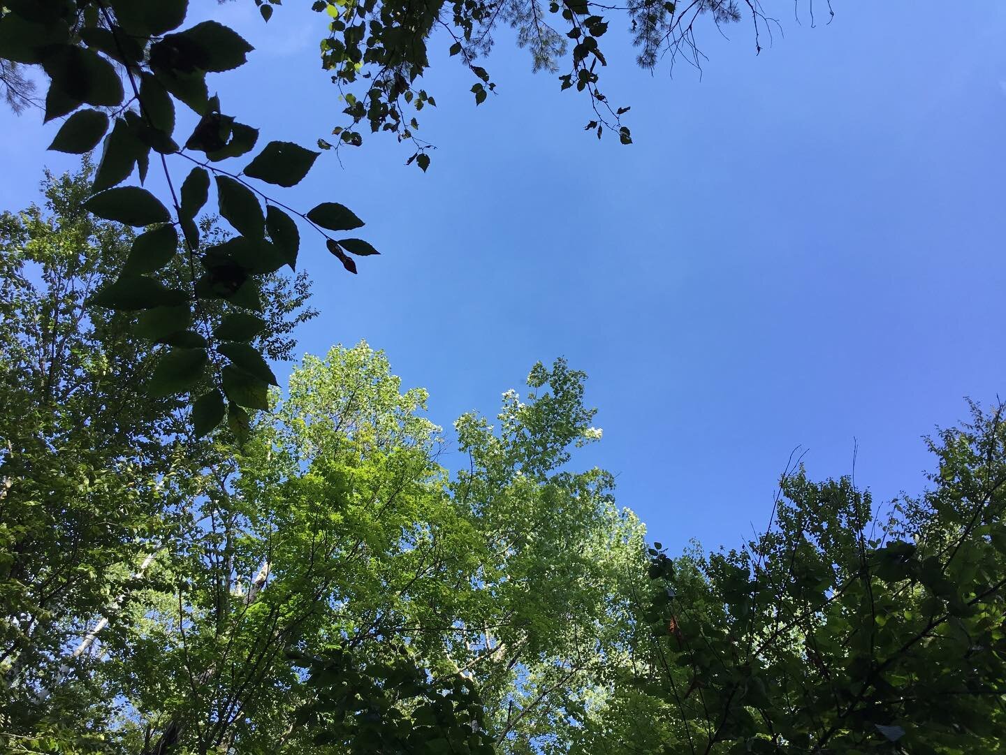 Taking a moment to enjoy my spirit colors in their natural environment. 

#nofilter #naturalbeauty #leafgreen #skyblue #bluebird #mainelife #maine #inspiredbynature #takethetimetowasteamoment