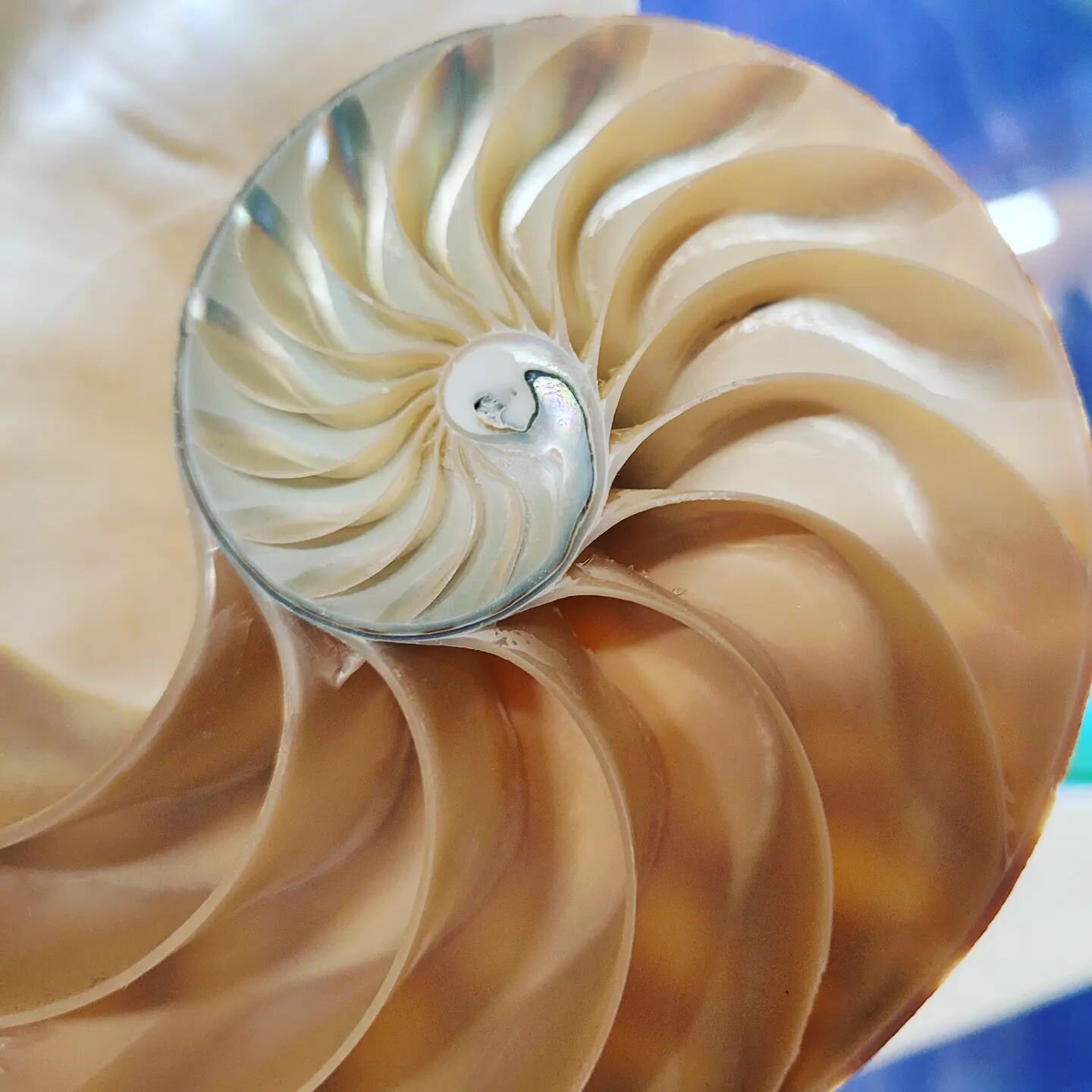 Beautiful spiral.

#naturalart #nautilus