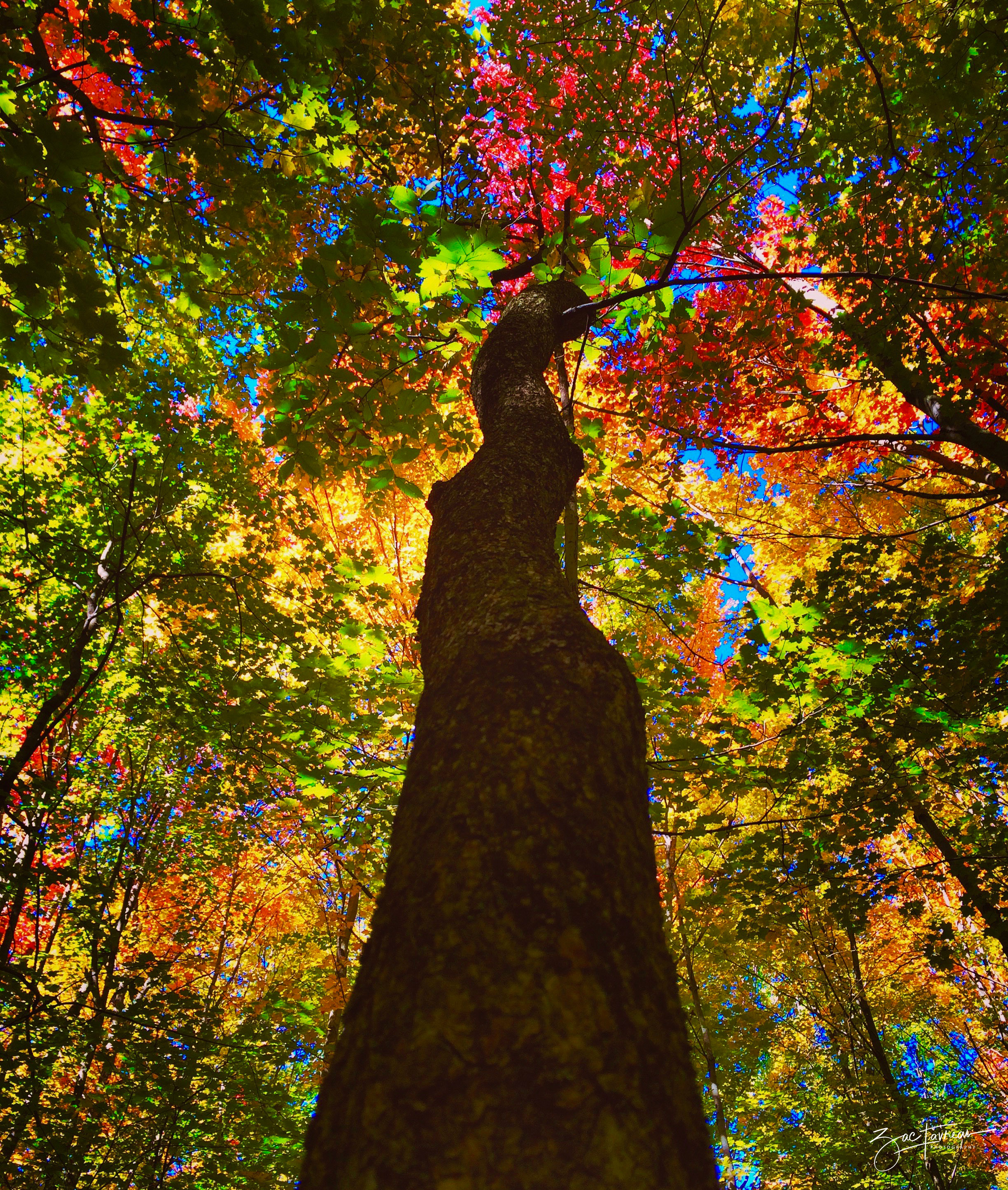 falltree.jpg