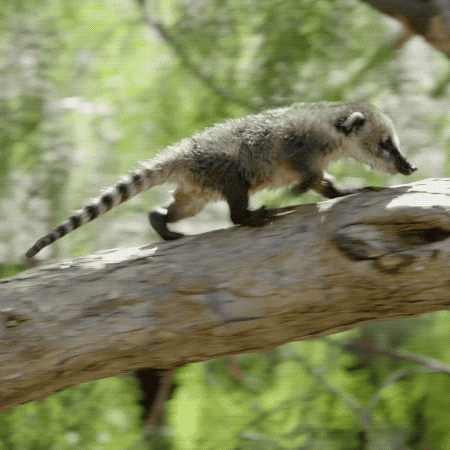 wildlife-mount-lemmon-ski-valley-coronado-national-forest