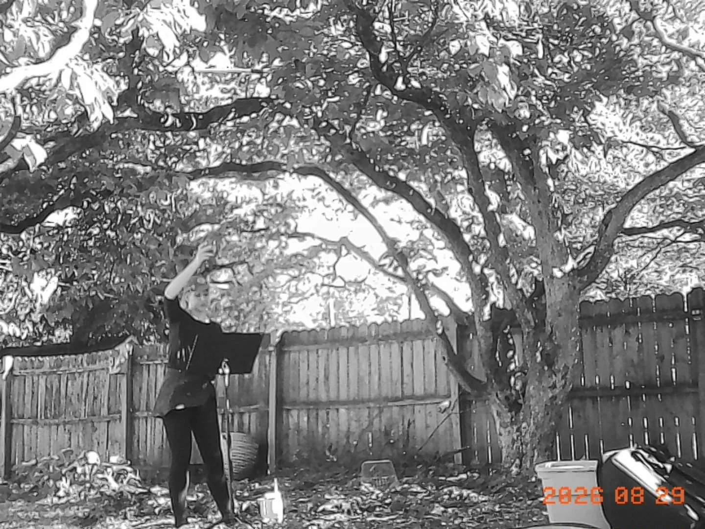 backyard.jpg