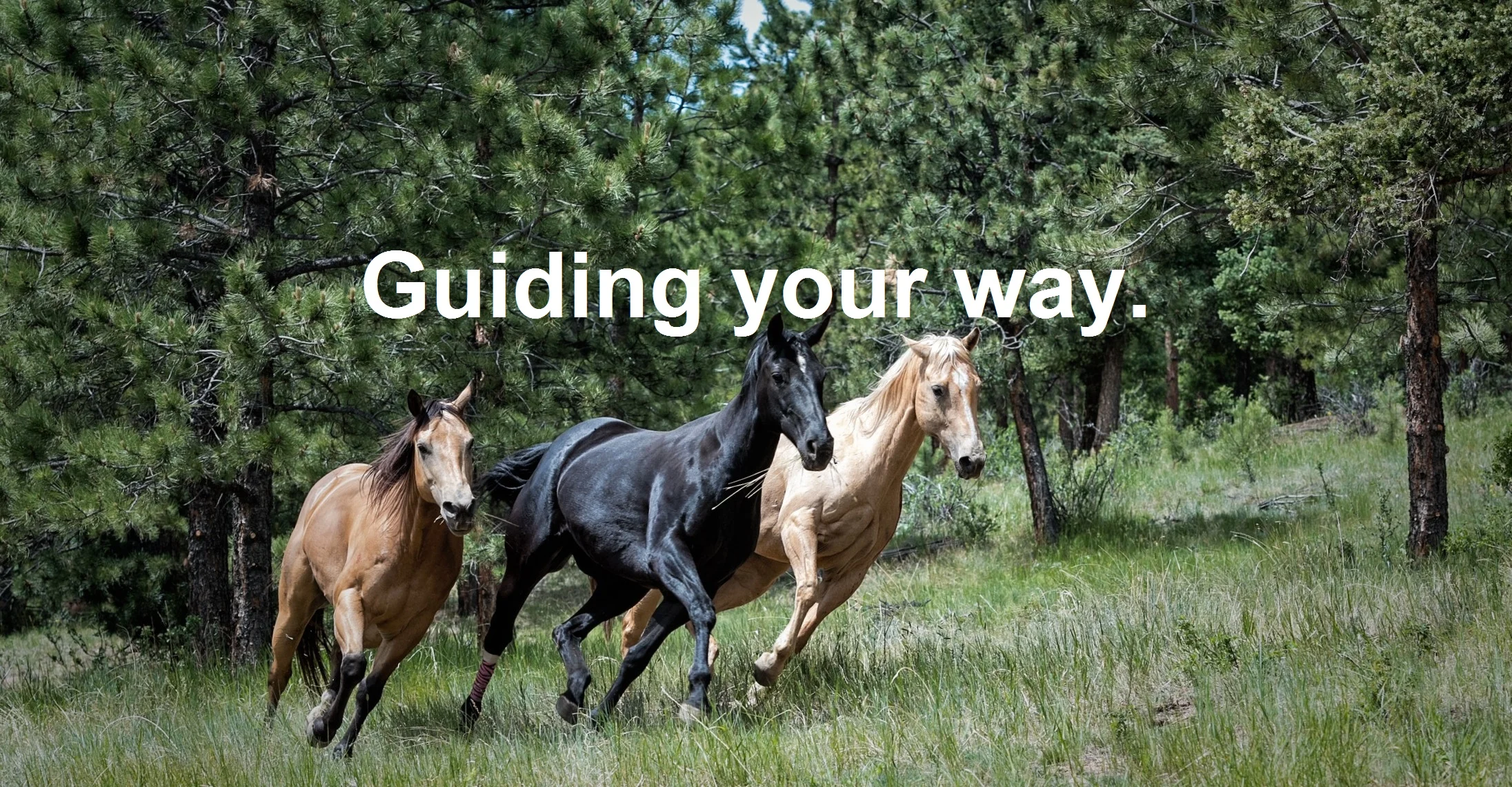 Horses Running-gene-devine-424017-unsplash - Copy.jpg
