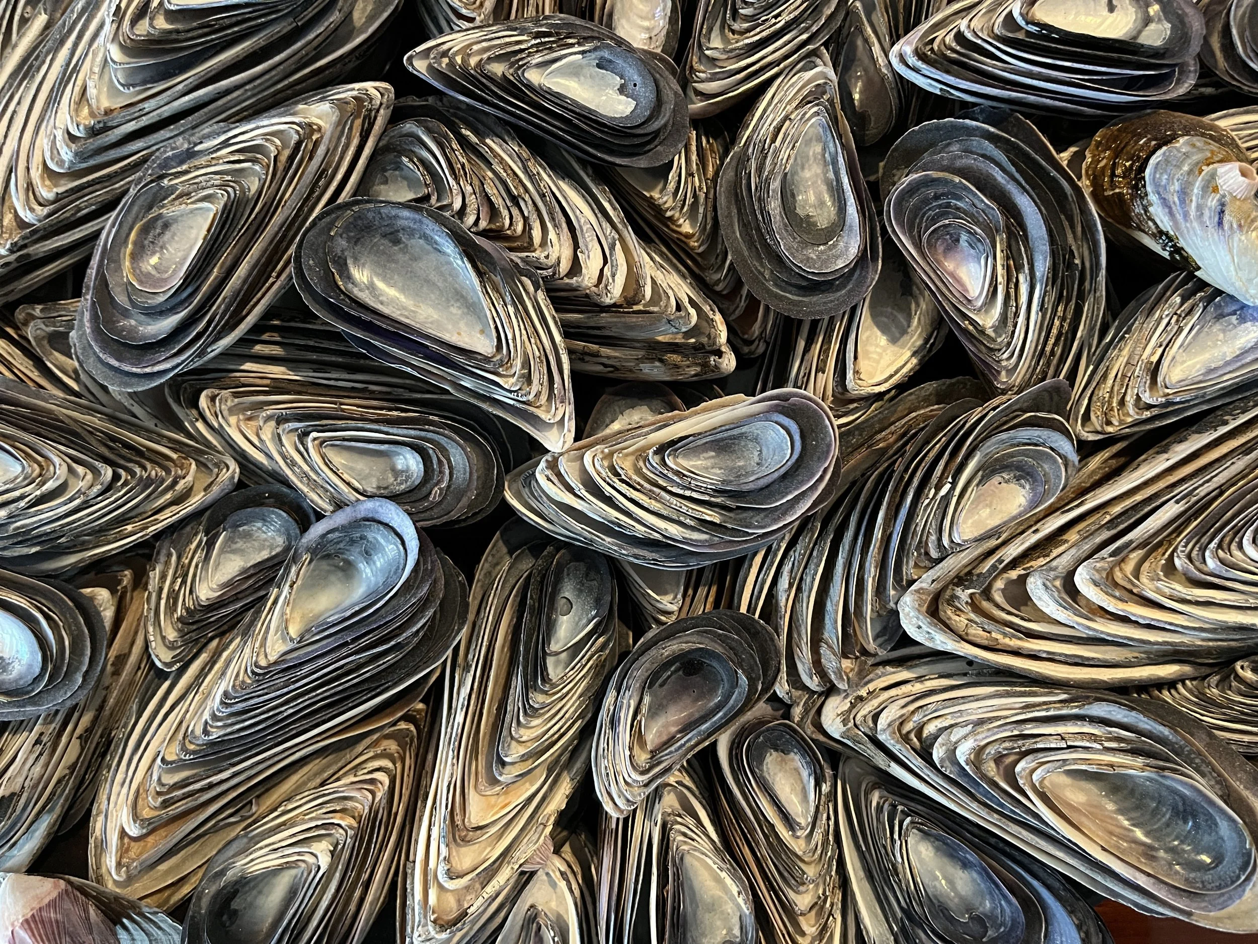 "Mussel Memory"