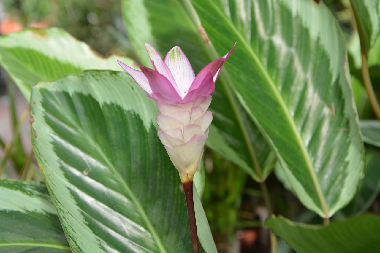 Calatheas.jpg