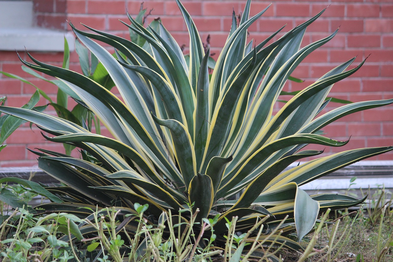 Snake Plant.jpg