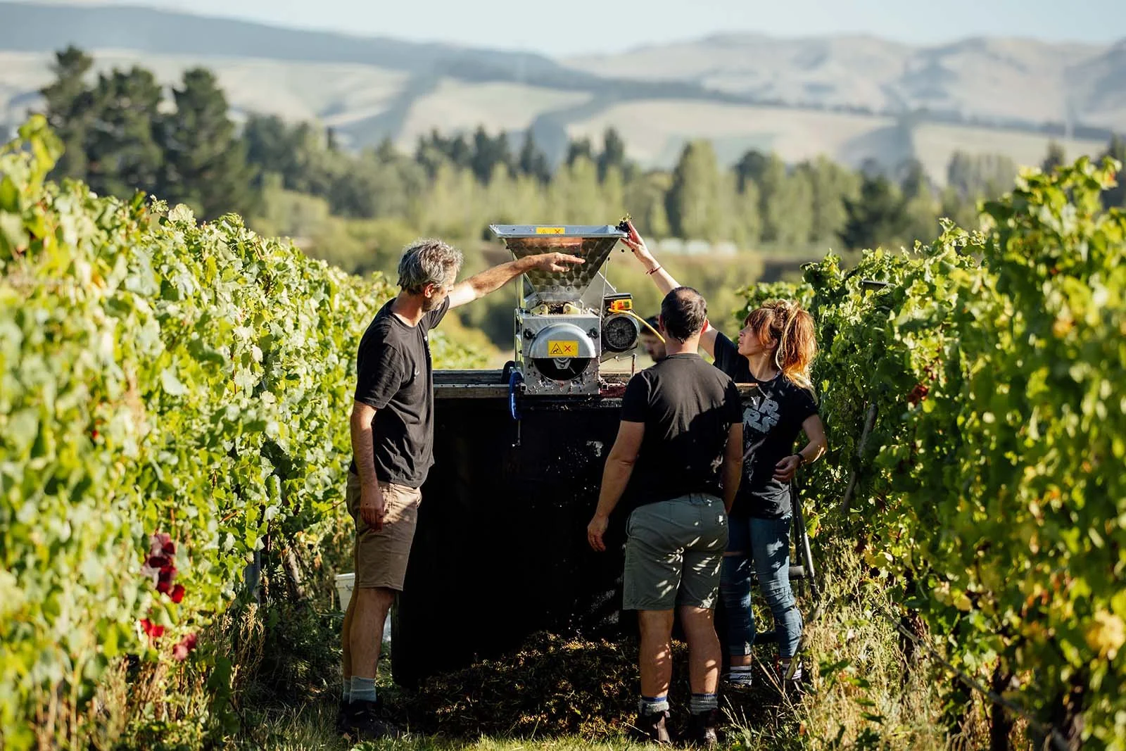 Our people. Workers working in vineyard at Greystone Wines.