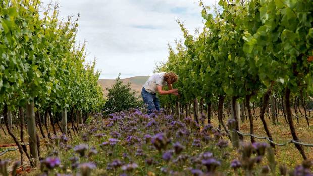 North Canterbury organic winery cleans up at national awards