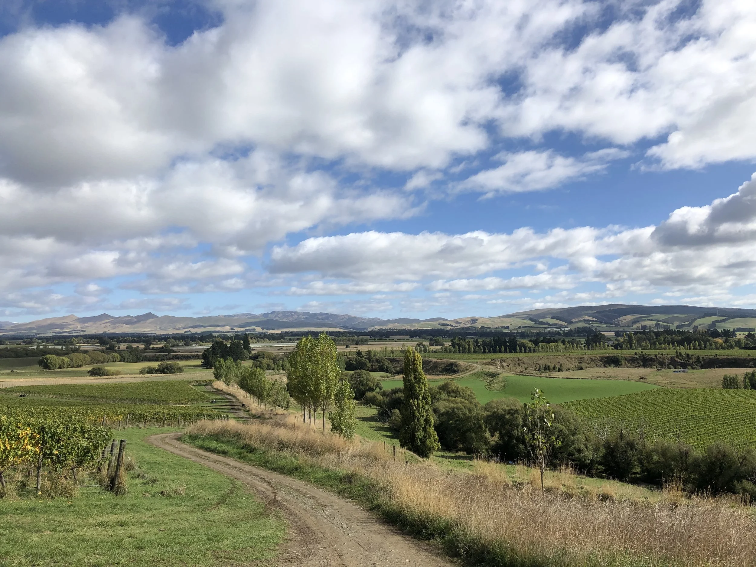Day In The Vineyard with Greystone Wine