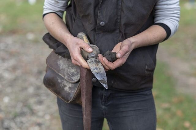 Truffle season is nearly here! Get in touch with our friends at @kingstrufflesnz to book in a Truffle Hunt. Such a cool and unusual local experience! 👏 🍄