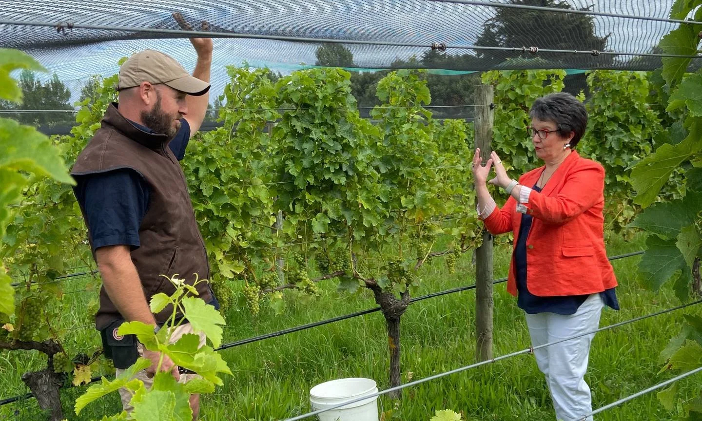 North Canterbury wine region preparing for tough harvest amidst pandemic