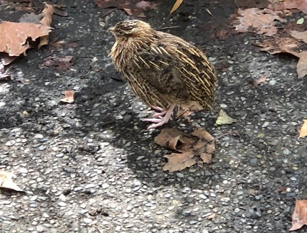 Friday Reflection: What a QUAIL at my feet brought to mind
