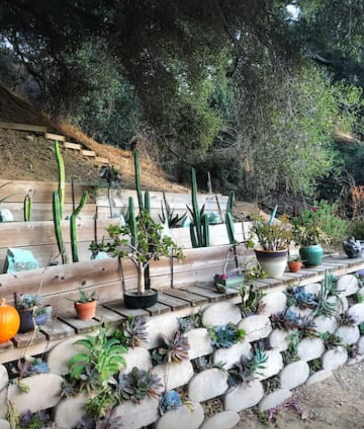 TopangaScottie (1).PNG