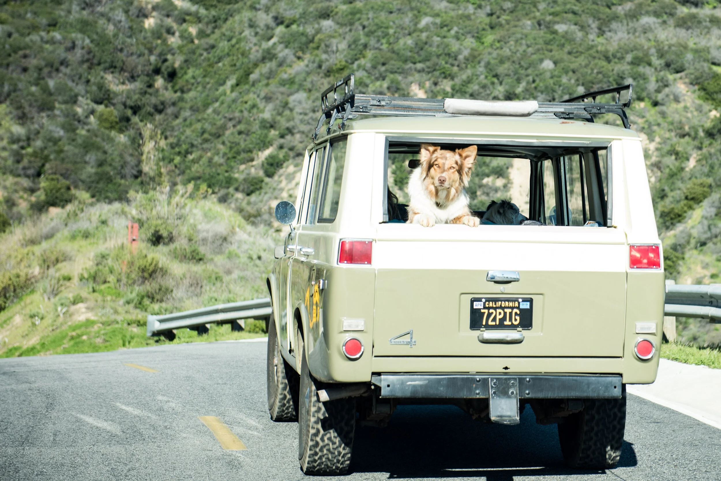 mizu-dog-car.jpg