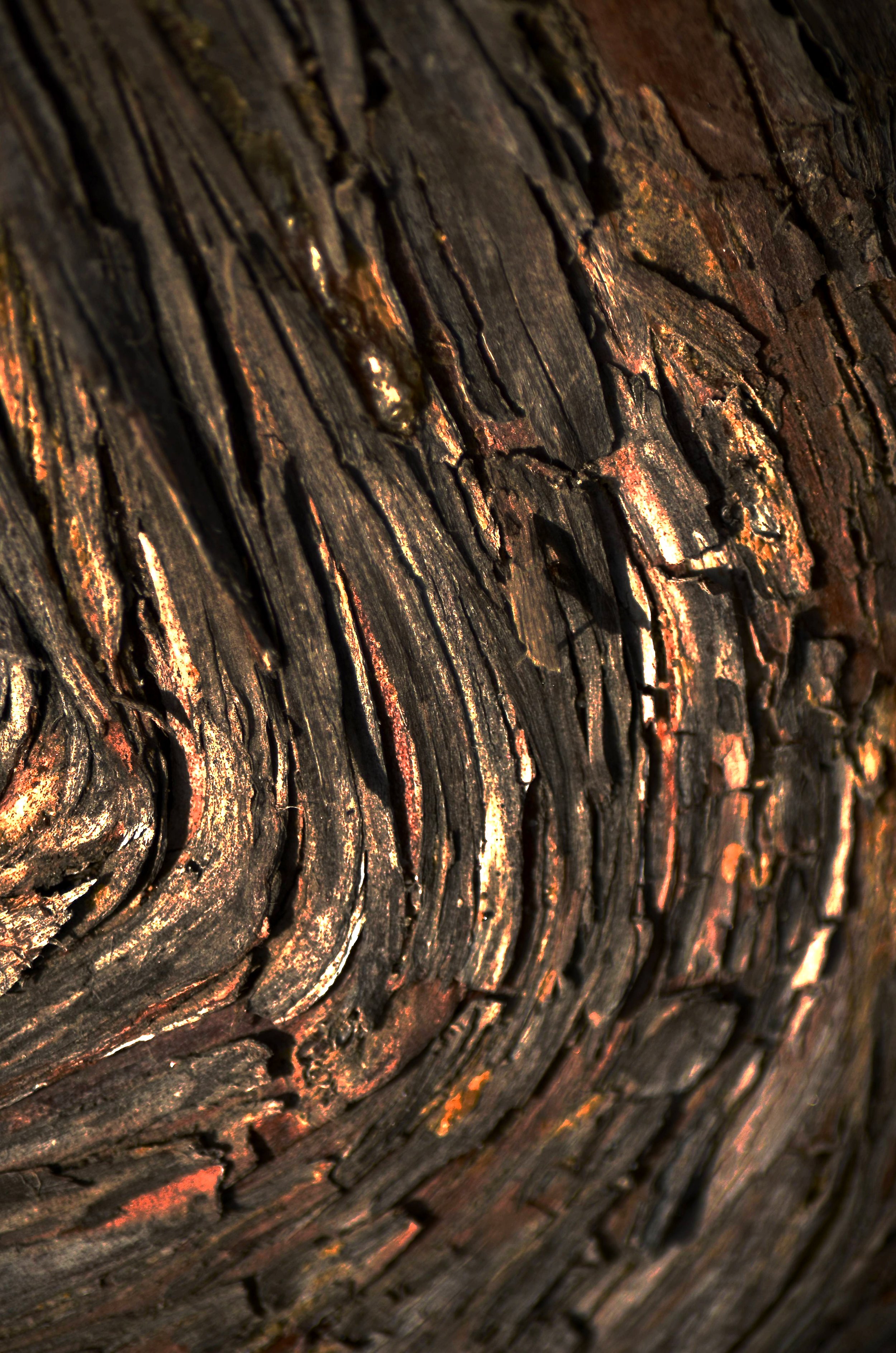 bronze-root-abstract-tree-bark-print.jpg