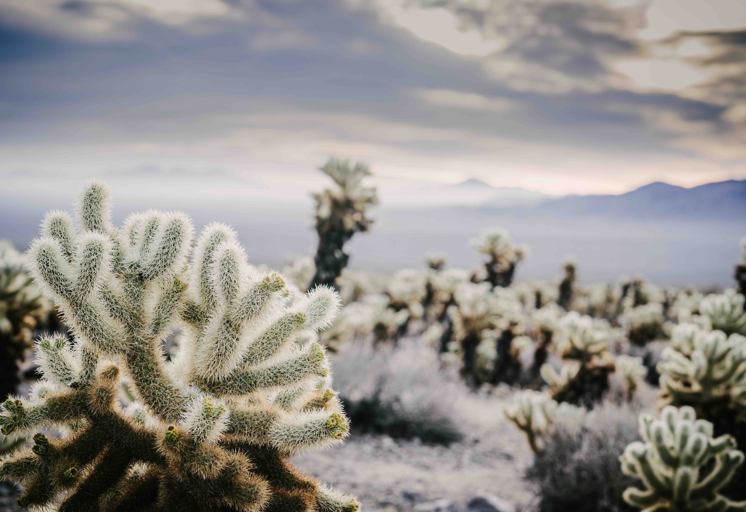 cholla-dawn-cholla-cactus-dawn-print.jpg