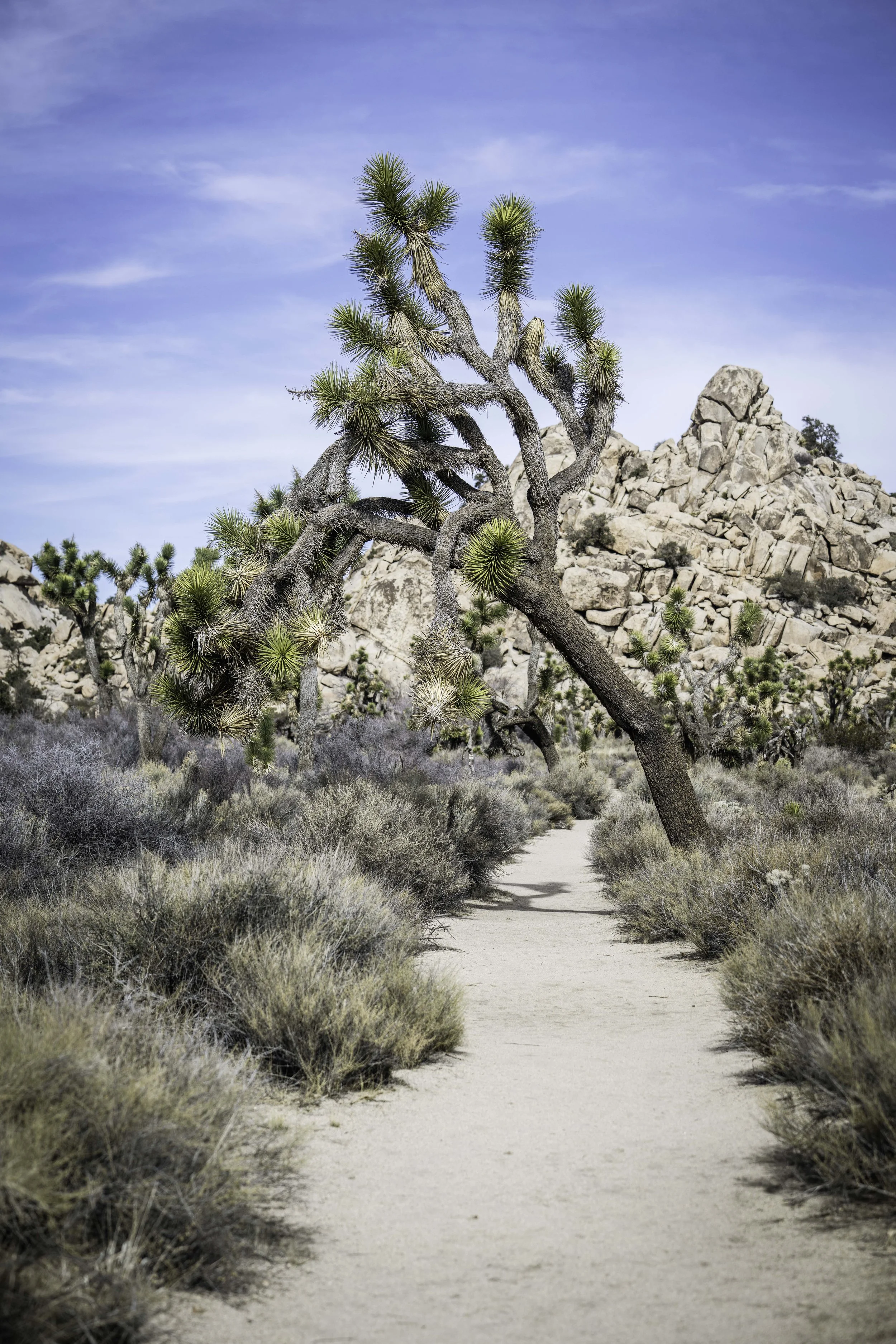 joshua-tree-desert-photography-print.JPG