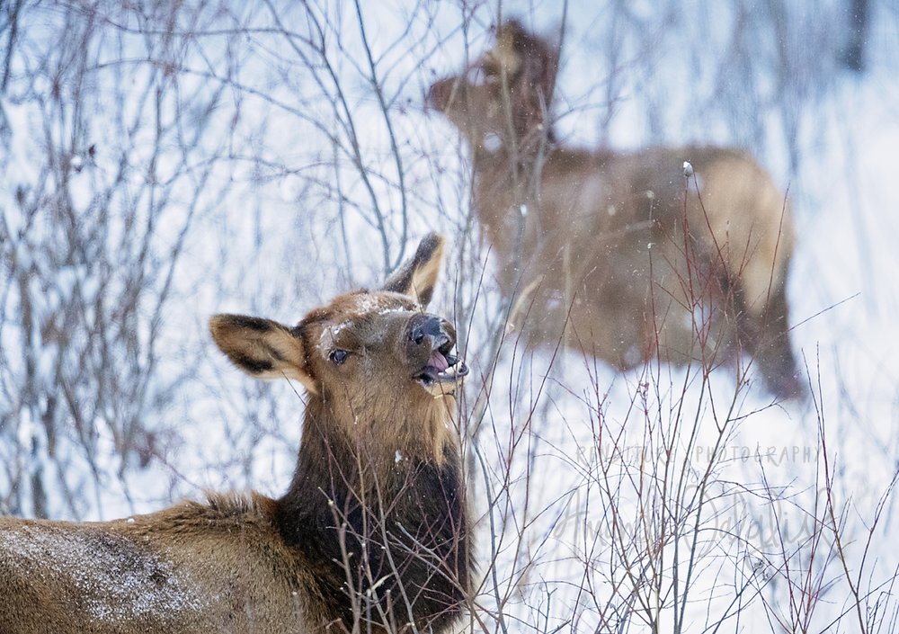 Elk Smiles-Waskesiu-WaskesiuLake-PANP-WildlifePhotography-AmandaDalglish-Renditure.jpg