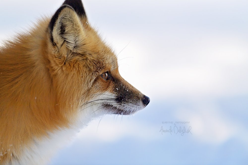 Fox-Waskesiu-WaskesiuLake-PANP-WildlifePhotography-AmandaDalglish-Renditure.jpg