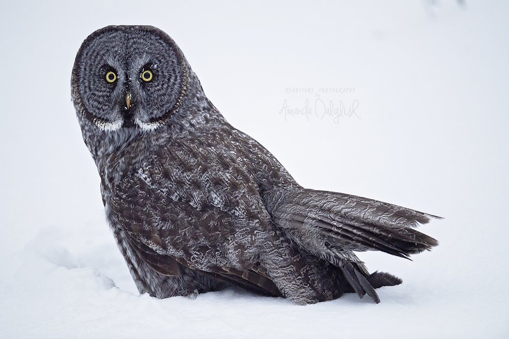 GreatGrayOwl-Waskesiu-WaskesiuLake-PANP-WildlifePhotography-AmandaDalglish-Renditure.jpg